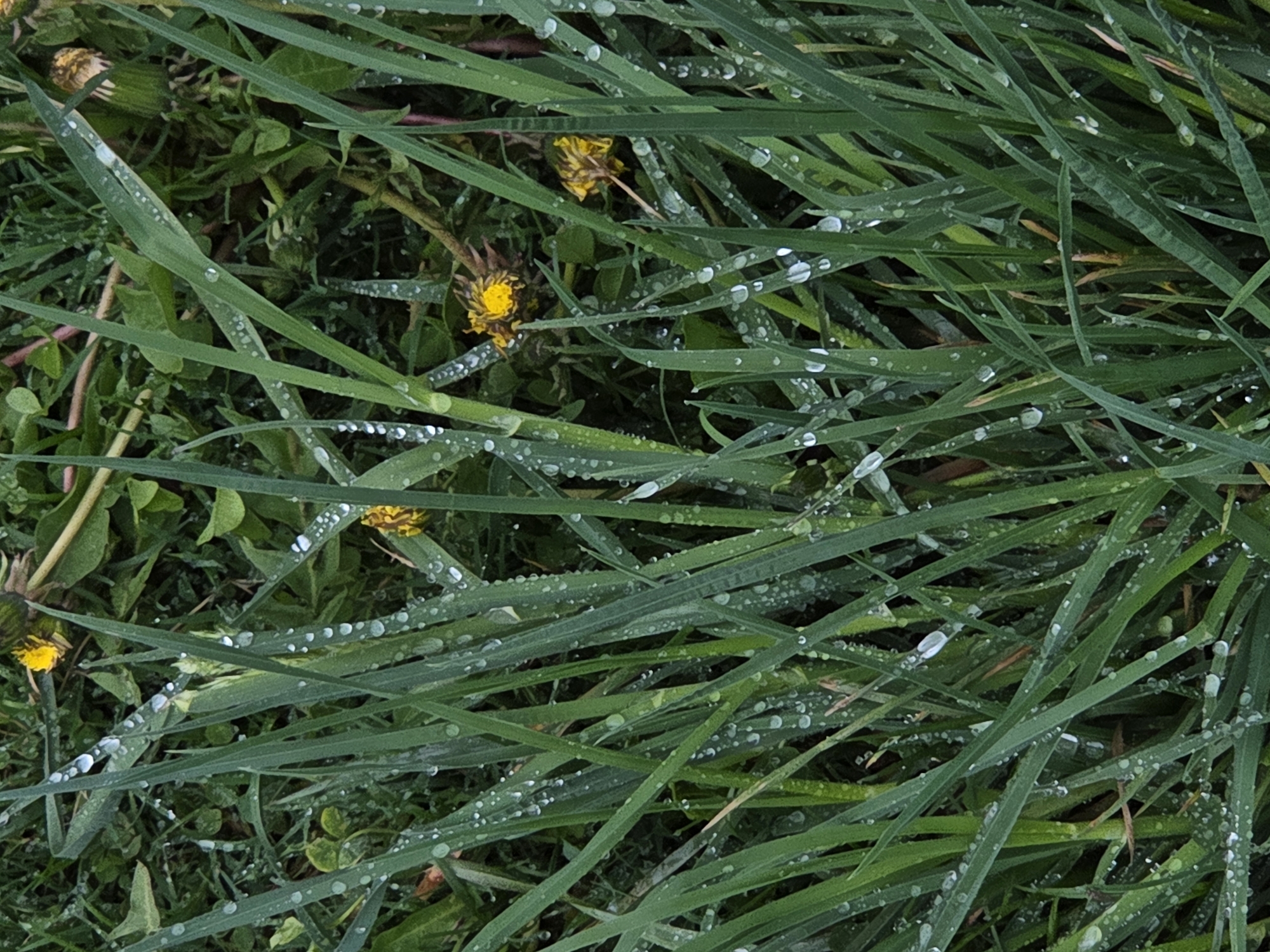 The image shows a close-up view of grass covered in dewdrops, interspersed with a few dandelion flowers. The grass blades are green, and the dewdrops are small and spherical, adhering to the surface of the blades. The dandelions are scattered throughout the scene, displaying yellow petals. The location is unknown.