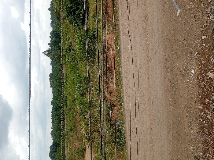 The image depicts an undeveloped rural or semi-rural landscape in Timau ward, Kenya, under an overcast sky.
In the immediate foreground, a light brown dirt road occupies the lower third of the frame. The road surface is uneven, with scattered small stones and debris, and two dark horizontal lines, likely overhead wires or cables, are visible crossing above it.
Above the road, a crude fence constructed from dark, thin wooden poles horizontally strung with multiple strands of wire extends across the midground. Behind this fence, a dirt bank rises slightly, partially covered in dry grass and scattered green vegetation. A blue plastic bag and some white plastic debris are visible on this bank near the fence line.
The midground transitions into an expanse of wild, dense green brush and shrubs, indicating uncultivated land. In the background, a thick line of mature green trees forms a dense forest, stretching across the horizon. A single, taller conifer-like tree stands prominently within this tree line towards the center-right. The sky above is entirely overcast with heavy gray clouds. No people or animals are visible, and no specific actions or interactions are depicted. The scene suggests a natural environment bordering an unpaved thoroughfare.