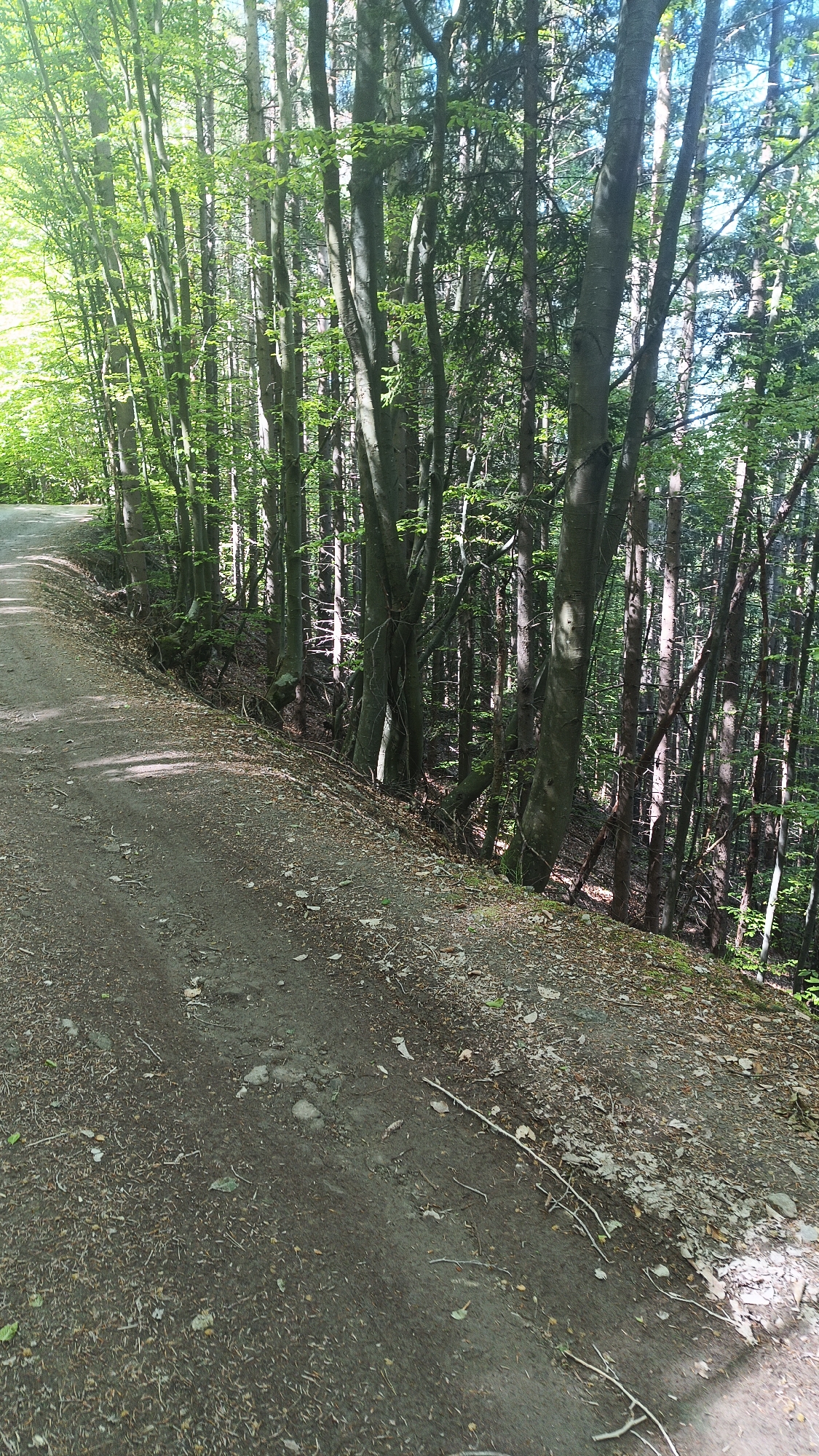 The image depicts a dirt road adjacent to a dense forest. The road surface is covered with leaves, small branches, and dirt. The forest consists of tall, thin trees with green foliage. The scene is set on a hillside. The photograph was taken during the day. No people or animals are visible. The location is Sini Vrah, Bulgaria.