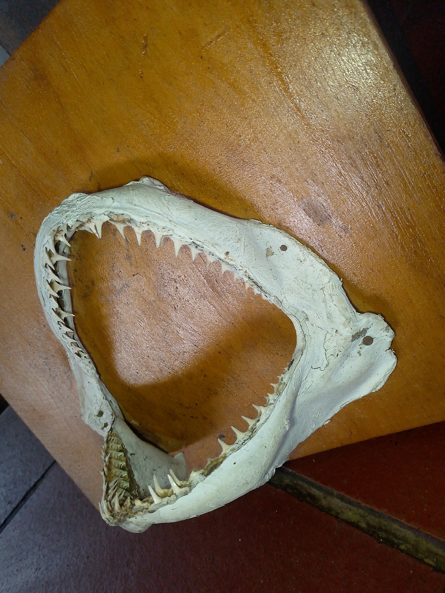 A shark jaw specimen is mounted on a rectangular wooden plaque. The plaque is dark yellow or brown. The jaw itself is off-white and features multiple rows of teeth. The plaque is positioned at an angle on a reddish-brown tile surface, likely indoors. There are no people visible in the image. The location is Pedro González, Venezuela.