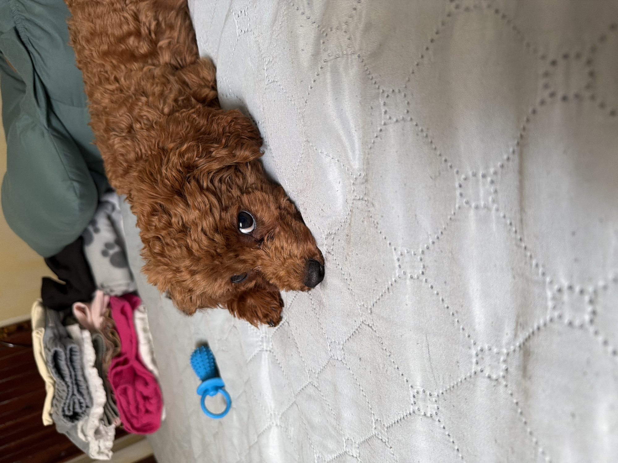 A brown toy poodle puppy is lying on a quilted white blanket on a bed. The puppy is facing towards the camera, with its head resting on its paws. Its eyes are dark and wide, and its nose is black. To the left of the puppy, on the blanket, is a blue chew toy. In the background, there is a pile of folded clothes, including a pink shirt and a grey sweater. Behind the clothes, a large green pillow is visible. The environment appears to be a domestic bedroom. The image was taken in Sofia, Bulgaria.