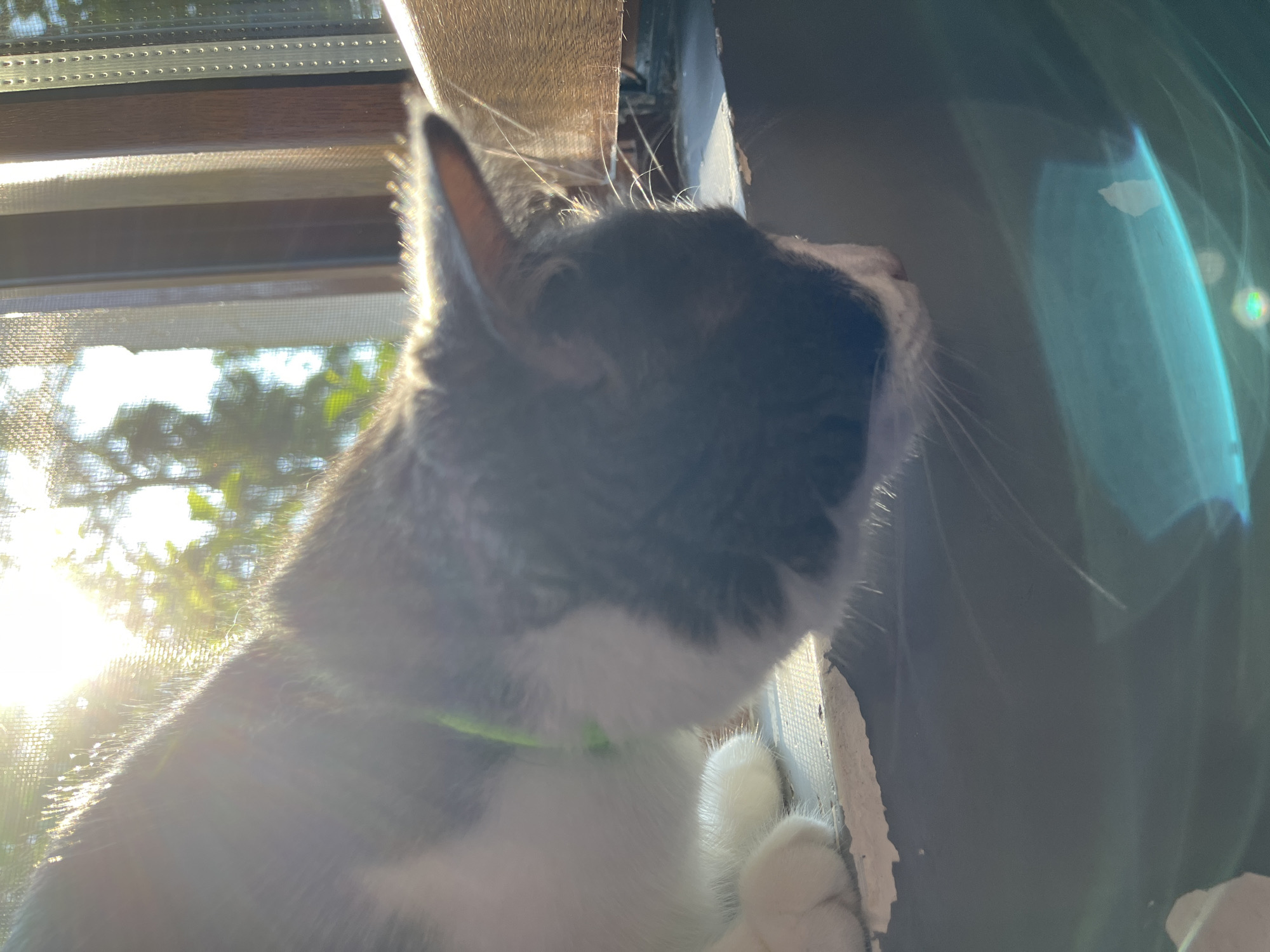 A black and white cat wearing a green collar is positioned on a windowsill, looking downwards with its head bent. The cat is partially silhouetted by bright sunlight streaming through a window with a screen. Outside the window, trees are visible in the background. The windowsill appears worn and slightly damaged. A lens flare creates a blue and green light distortion in the lower right quadrant of the image. The scene is set indoors, on a windowsill, likely in a residential building in Ureki, Georgia.