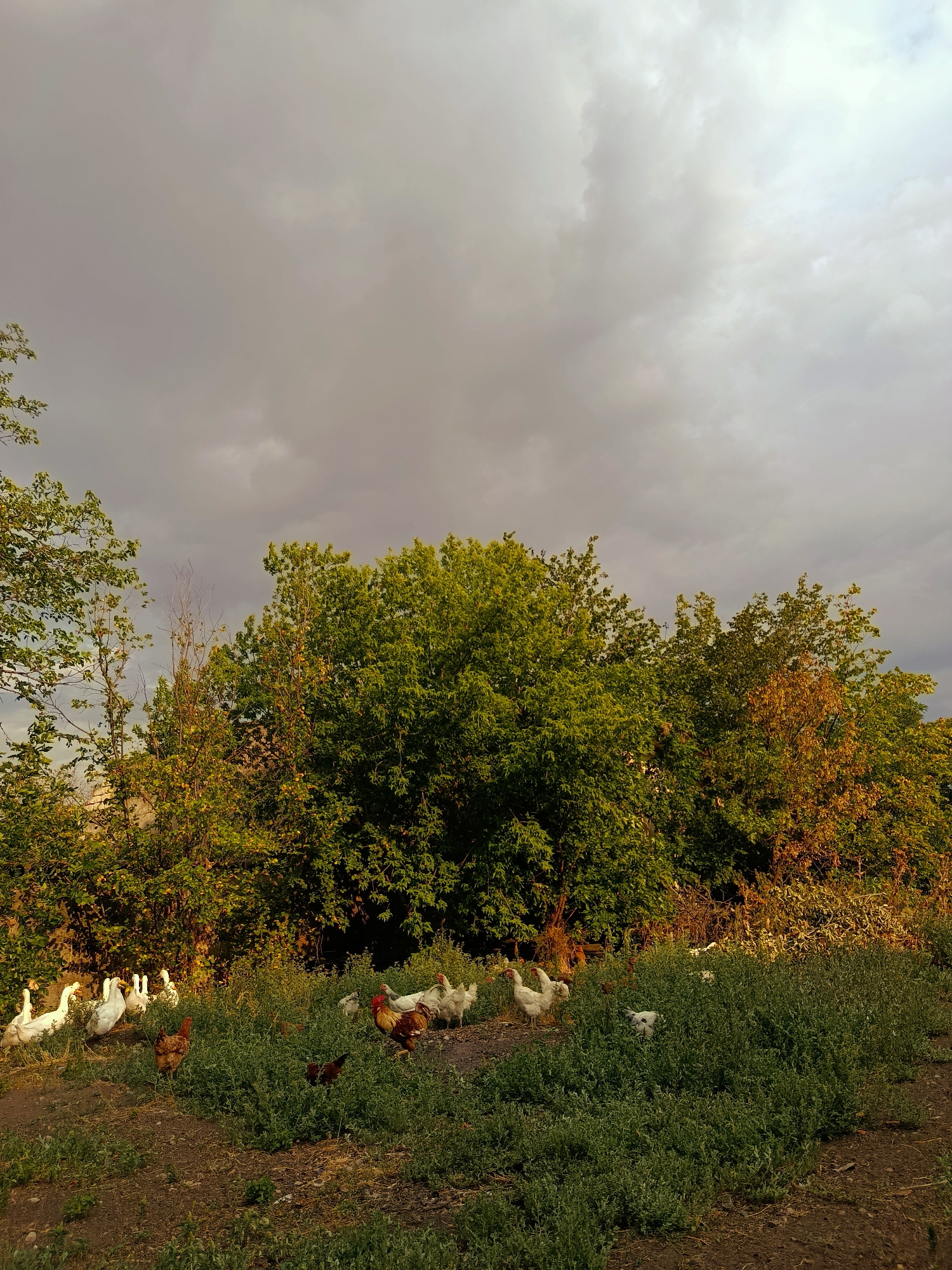 In a rural outdoor scene near Lotskyne, Ukraine, a flock of domestic fowl, including geese and chickens, are gathered in a patch of green vegetation and dirt. The geese are predominantly white and are positioned on the left side of the frame, some standing in the grassy area and others on the dirt path. Several chickens, featuring brown, white, and red plumage, are dispersed throughout the grassy area, with one prominent rooster standing out on the right. The background is filled with a dense line of trees, their leaves exhibiting varying shades of green and some hints of yellow and orange, suggesting the changing season. Above the trees, a dramatic sky is visible, characterized by heavy, dark grey clouds with lighter patches, indicating an overcast or potentially stormy weather condition. The lighting suggests it is either early morning or late afternoon, with some sunlight filtering through the clouds, casting a warm glow on the foliage and some of the birds. The ground is a mix of dark soil and green grass, with some dry vegetation visible.