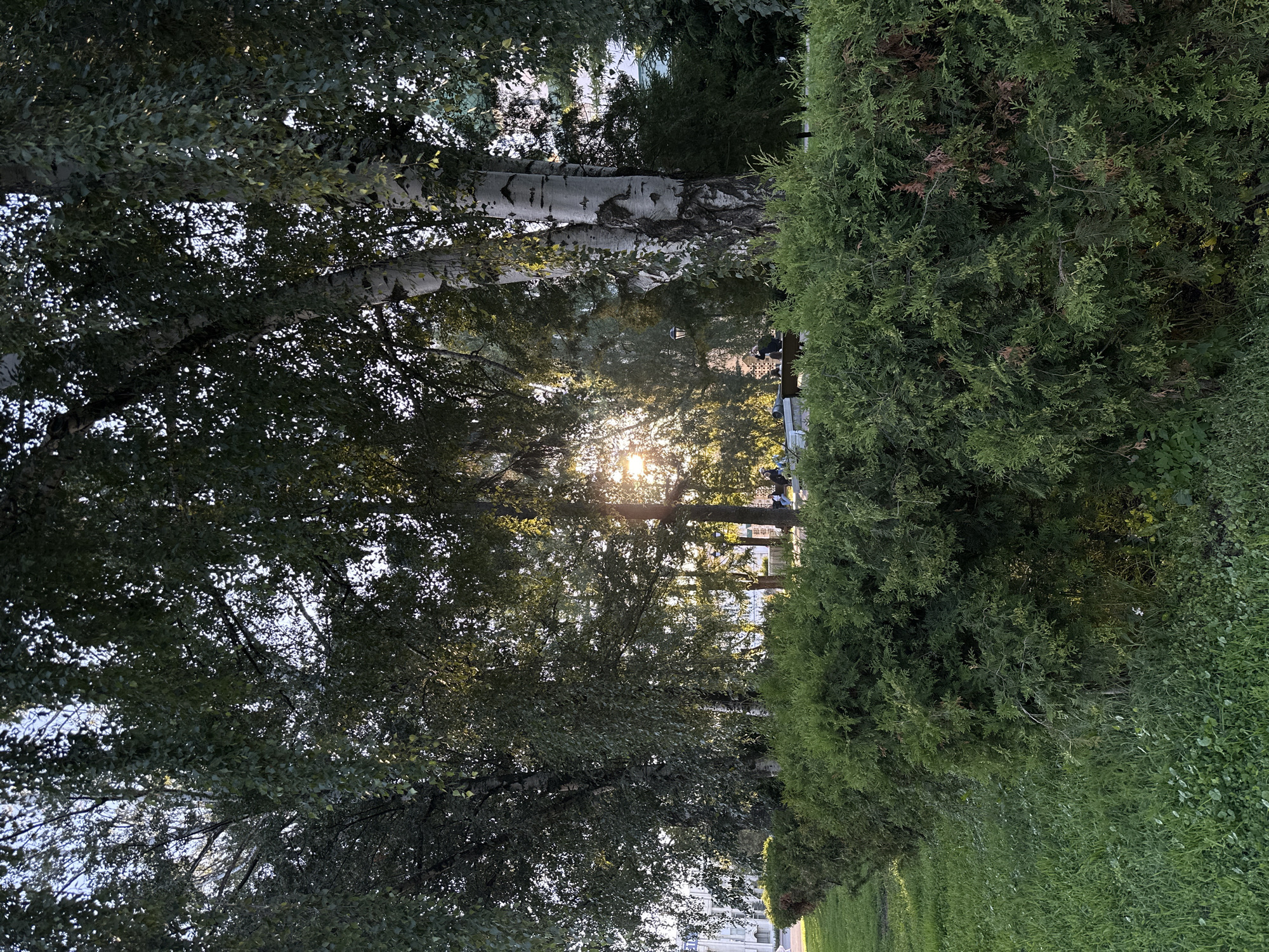 This image depicts a sunlit park scene in Arkhangelsk, Russia, likely during late afternoon or early evening given the low angle of the sun. The foreground is dominated by a lush, dense green hedge. Beyond the hedge, a grassy area leads to a pathway or seating area where several people are visible, some seated on benches and others walking. Towering trees, including birches with their distinctive white bark, form a canopy overhead, with sunlight filtering through their leaves, creating a dappled effect. In the background, a light-colored building with multiple windows is partially visible through the trees, suggesting an urban park setting. The overall atmosphere is tranquil, with the natural elements of trees and vegetation contrasted with subtle signs of human activity.