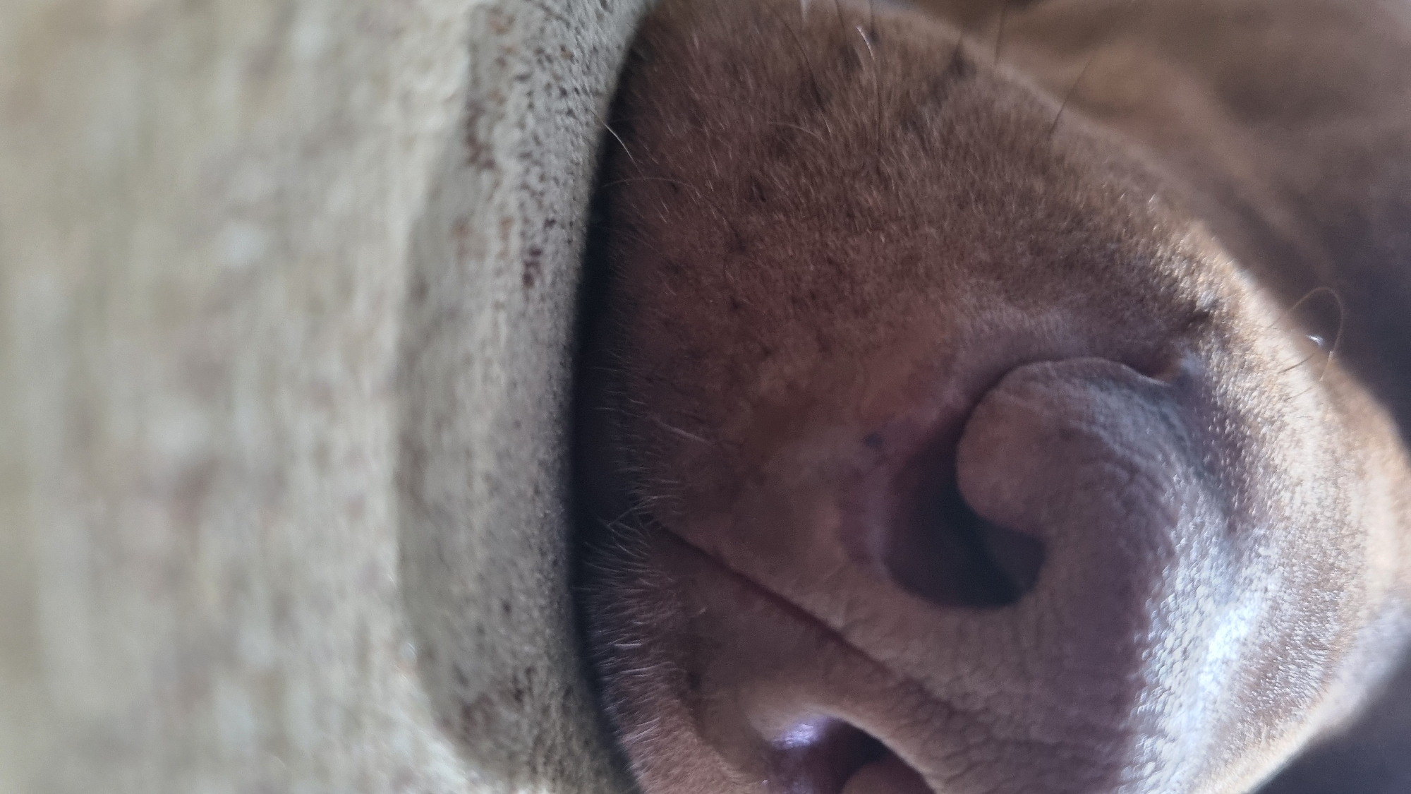 A close-up photograph depicts the snout and part of the face of a brown dog, resting next to what appears to be a light-colored object, possibly a pillow or a blanket. The dog is lying down. There is no location specified.