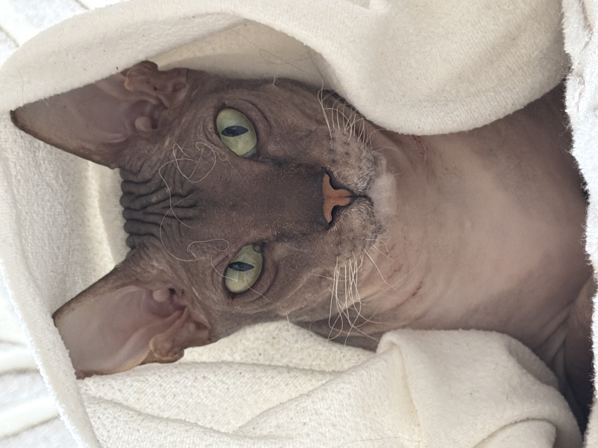 This media file is a close-up, top-down photograph of a hairless cat, likely a Sphynx breed, nestled in a white, textured blanket. The cat is the sole subject, with its large, green eyes, prominent ears, and wrinkled skin being the focal points. The image is dominated by the cat's face and upper body, with the white blanket surrounding it, creating a soft, cozy setting.
The cat's head is tilted upwards, and its gaze is directed at the camera, suggesting a moment of quiet interaction or observation. The lighting appears to be natural, possibly from an overhead source, illuminating the cat's features and the texture of the blanket. There are no discernible time of day or weather cues within the image itself. The emotion conveyed is one of calmness and comfort, due to the cat's relaxed posture and the soft surroundings.
There is no visible text in the media file. The location context of Izhevsk, Russia, is external information and not derivable from the image content. The image focuses on the intimate details of the cat's appearance and its cozy environment.