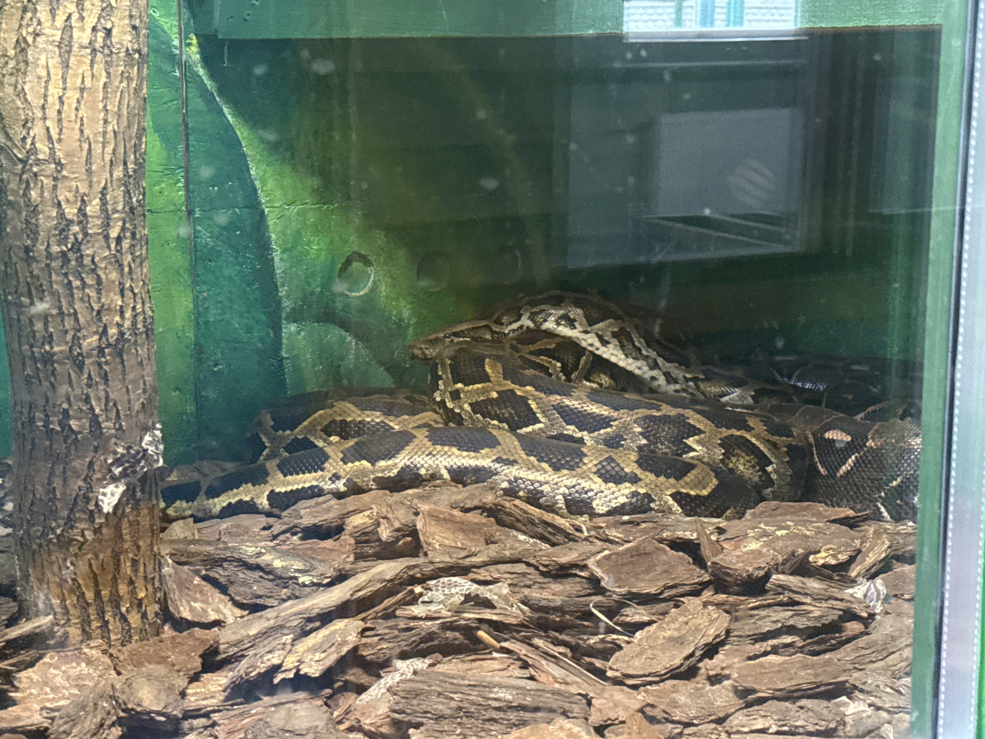 The image shows a large python coiled in an enclosure, likely a zoo or pet store. The enclosure has a faux tree trunk on the left, a painted green background with a leaf motif, and is filled with shredded bark as substrate. The python's scales are a pattern of dark brown and yellow. Part of the snake's head is visible, with its eye closed. There are also some discarded snake skins scattered on the bark. The enclosure is made of glass, and reflections can be seen on the surface, suggesting the photo was taken from outside. The overall lighting is dim, with some light source illuminating the enclosure from above and the side. The location is described as Unknown, Unknown, implying the specific city and region are not identifiable from the image.