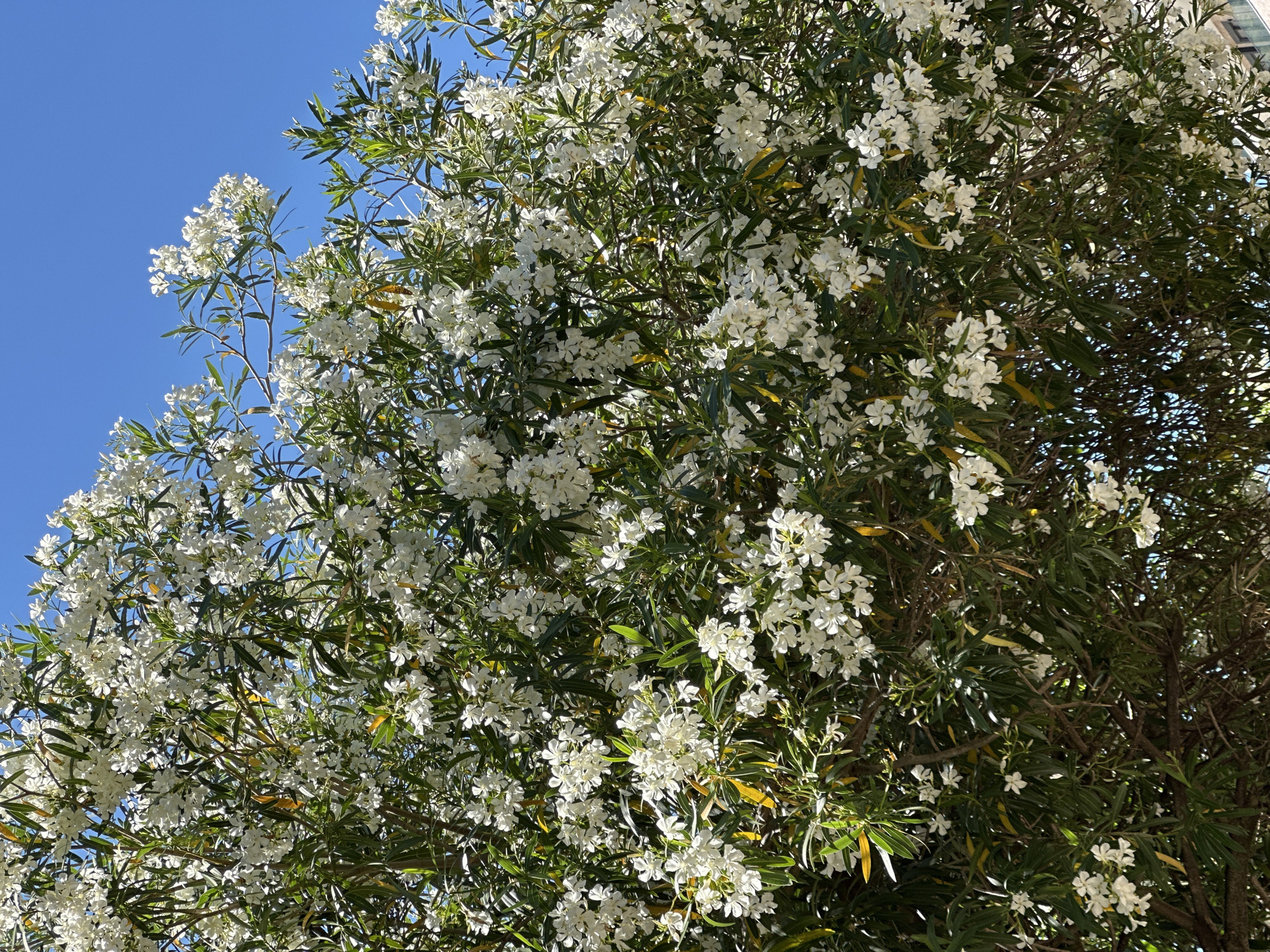 The image presents a close-up, upward-looking view of a large, flowering plant, likely an Oleander bush or tree, against a clear blue sky. The plant is profusely covered with clusters of small, pristine white flowers, each typically featuring five petals. These blossoms are densely interspersed among numerous slender, dark green leaves, which are characteristic of the Oleander species. Some leaves show hints of lighter green or yellowish tones, possibly due to varying light exposure or natural processes.
The background is dominated by a brilliant, cloudless blue sky, visible where the branches and foliage allow. The strong, direct sunlight suggests a bright day, likely midday or early afternoon, creating distinct highlights on the white flowers and casting some areas of the foliage into shadow, enhancing the plant's three-dimensional texture. This clear weather and vibrant flora are consistent with the provided location context of Budva, Montenegro, which experiences a Mediterranean climate.
No specific activity or event is taking place; the image captures a static, natural scene. There are no visible people or discernible man-made objects within the frame, apart from the very faint suggestion of a structure in the far upper right corner of the original image, which is largely obscured by the plant. No text is visible. The overall mood is one of natural beauty, tranquility, and the brightness of a sunny day in a warm climate.