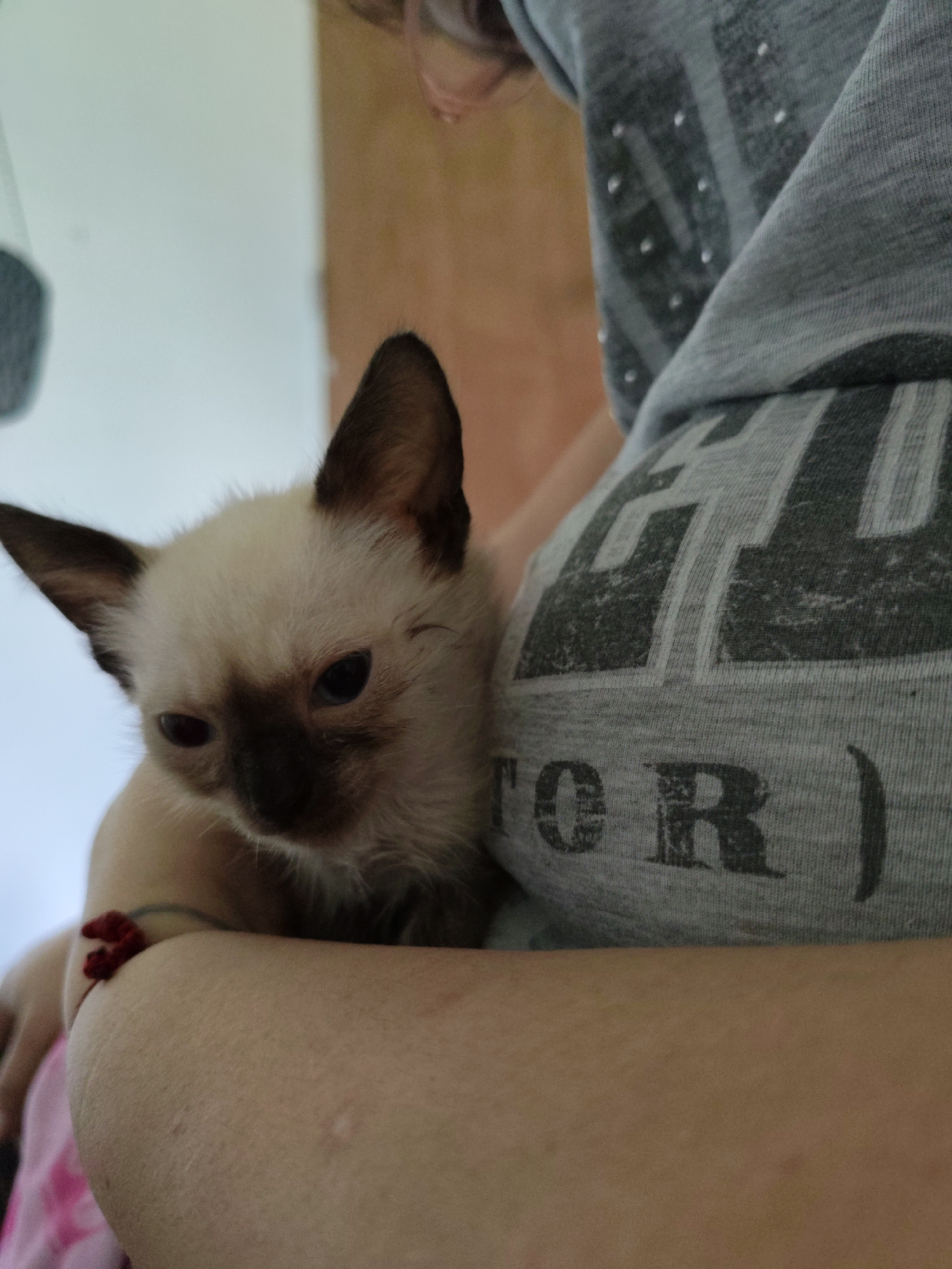 A close-up, waist-up portrait shows a person holding a small Siamese kitten. The kitten is light brown with dark brown points on its ears and face. It has blue eyes and is looking down. The person is wearing a gray t-shirt with a dark gray graphic on it that appears to be text. The background is a plain wall, suggesting the photo was taken indoors. The image is set in Piloncito, Venezuela.
