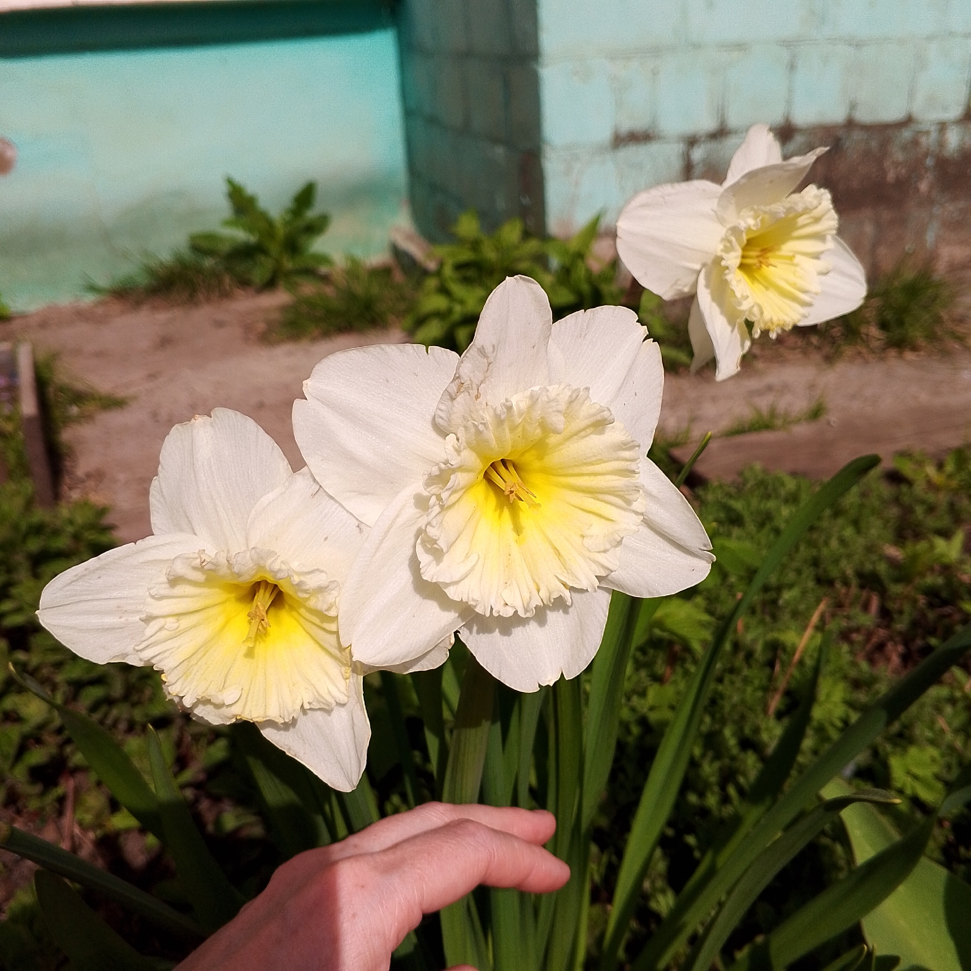 The image displays three white and yellow daffodils in an outdoor garden setting in Chaikovsky, Russia. Two daffodils are prominently featured in the foreground, with their white petals and ruffled yellow centers clearly visible. A third daffodil is partially visible in the upper right background. A light-skinned human hand enters the frame from the bottom, appearing to gently reach towards or rest near the flowers.
The daffodils are surrounded by abundant green foliage. In the background, beyond the immediate plants, there is a stretch of light brown soil or pathway. Further back, a wall made of large, light blue or teal-colored blocks is visible, suggesting a building or fence. The scene is illuminated by bright natural sunlight, indicating a clear, sunny day, likely during the morning or afternoon. There is no visible text in the image.
