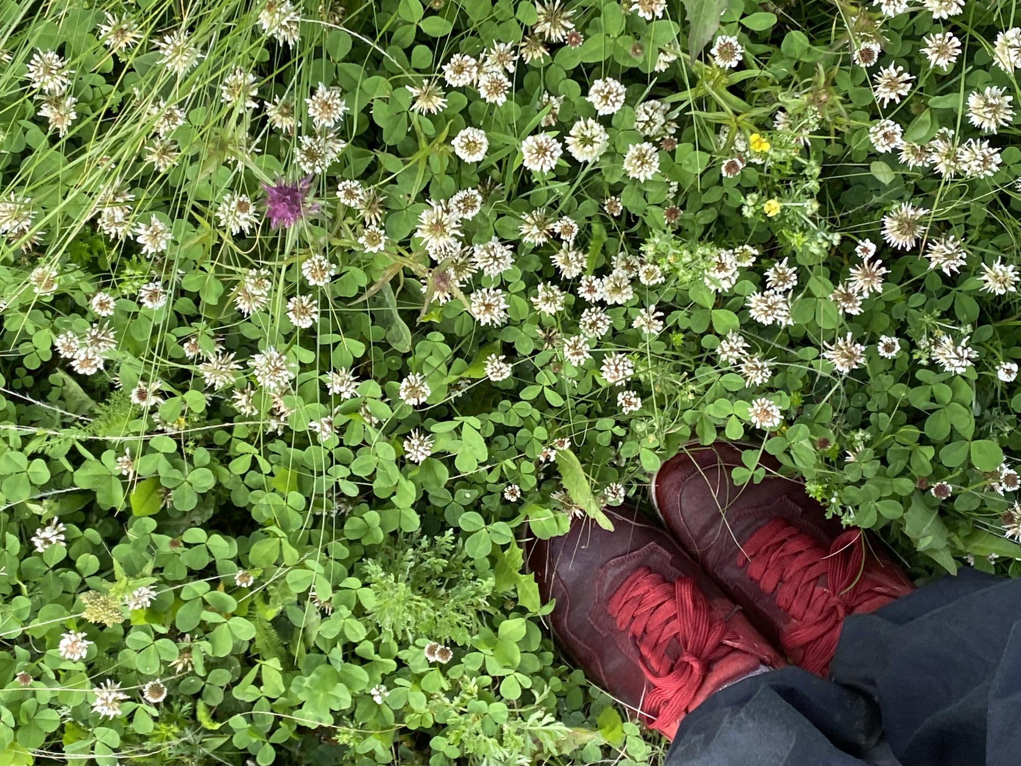 A pair of red sneakers with red laces is partially visible in the bottom left quadrant of the image, resting on a ground covered in clover and wildflowers. The clover plants are lush and green, interspersed with numerous small white clover flowers and a few taller blades of grass. A single purple thistle-like flower stands out amongst the white blooms in the upper right quadrant. A sliver of dark fabric, likely clothing, is also visible to the left of the shoes. The scene is a close-up, top-down view of a natural area, suggesting an outdoor environment in Bogoslovka, Russia.