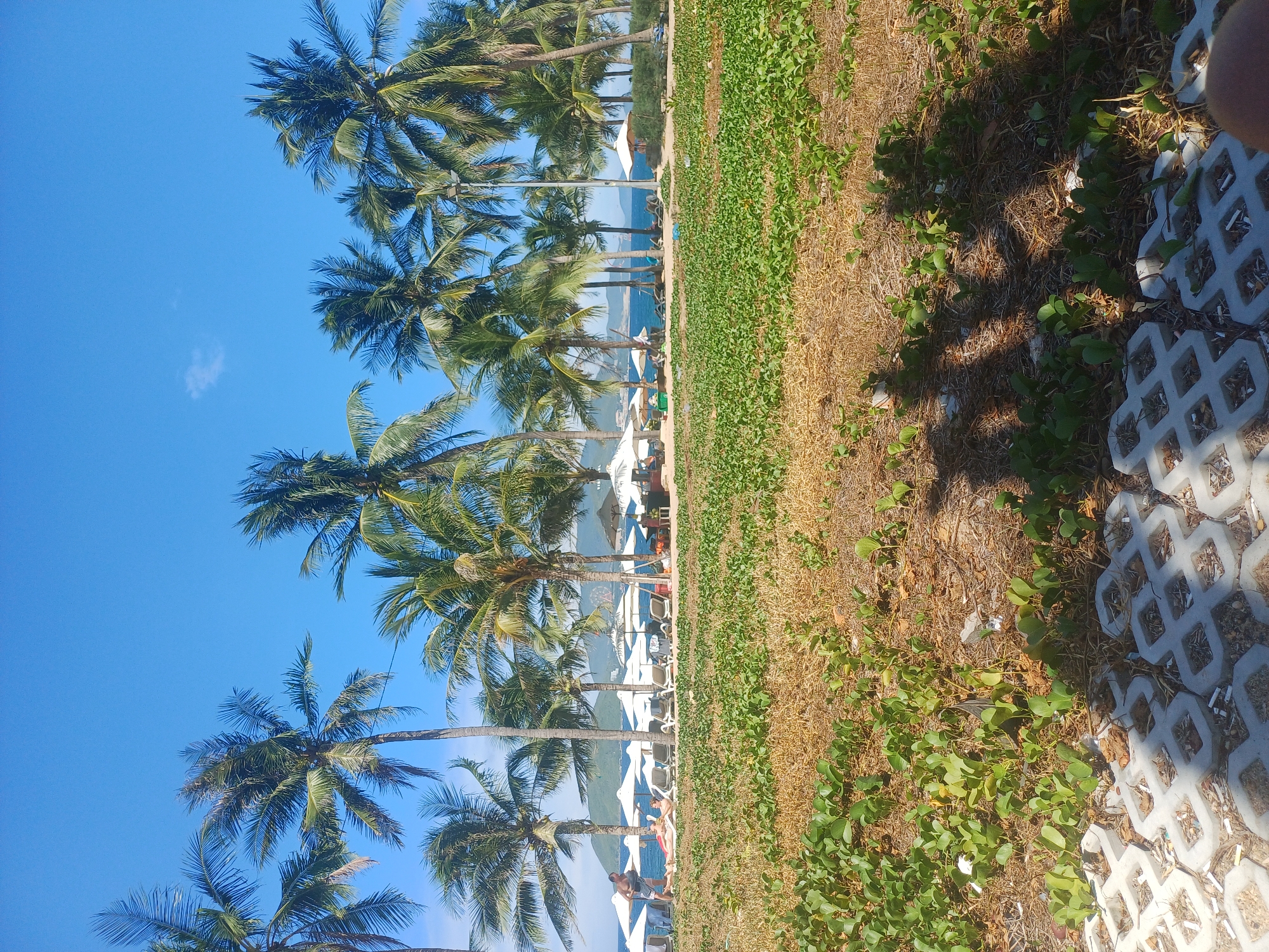 The image depicts a vibrant beach scene in Nha Trang, Vietnam, on a clear, sunny day. The foreground is dominated by a patch of dry, straw-like grass interspersed with lush green vines, punctuated by a section of grey, honeycomb-patterned paving stones. In the mid-ground, a row of white beach umbrellas and lounge chairs are set up, suggesting a resort area. Palm trees, characteristic of tropical beaches, line the background, their fronds swaying gently in the breeze. Beyond the beach, the calm, blue ocean stretches to the horizon, with distant hills or mountains visible in the far distance. A few people are visible on the beach, some sunbathing and others standing. One man in a red swimsuit and another man in blue shorts are near the water's edge. The overall atmosphere is one of relaxation and a typical beach day in a tropical setting.
