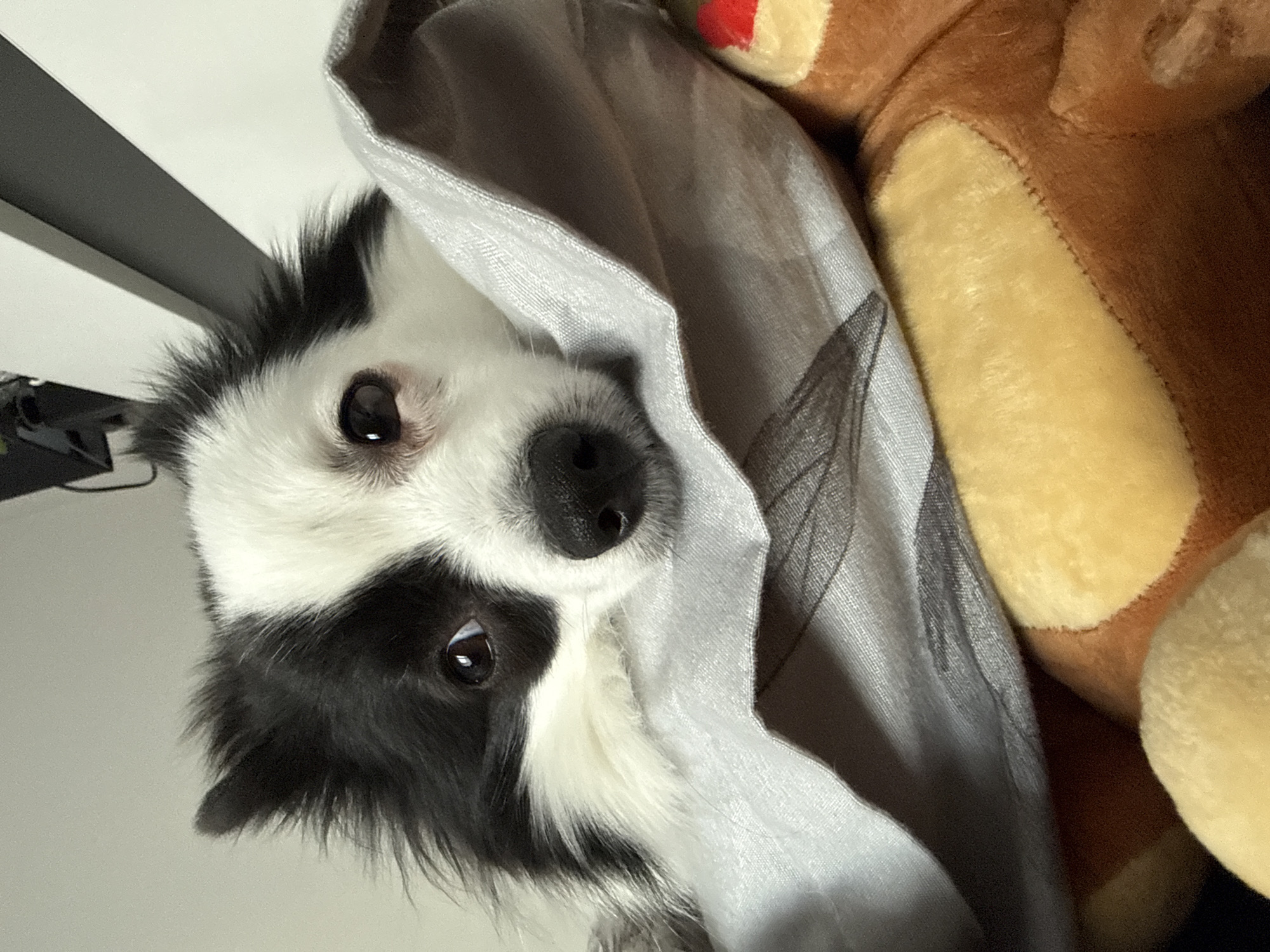 A close-up, slightly off-center shot depicts a black and white Border Collie-type dog nestled in a gray patterned cloth, possibly a blanket. A portion of a brown plush toy is visible to the right of the dog. The setting appears to be indoors, and there's nothing visible to indicate the specific location of Stara Zagora, Bulgaria. The dog is looking upwards at the camera.