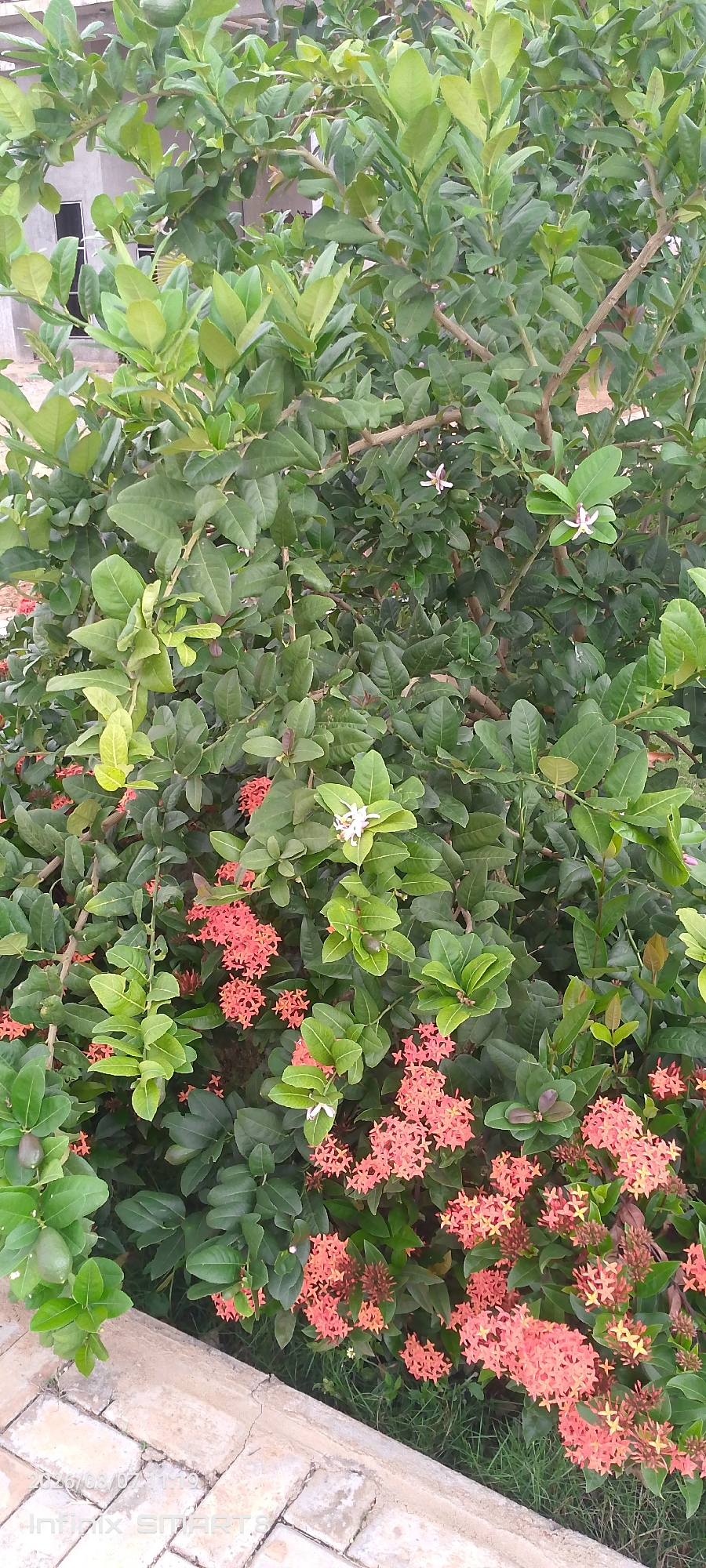 The image shows a close-up view of a lush green bush with abundant foliage. Interspersed among the green leaves are clusters of small, star-shaped coral-pink flowers. There are also a few small, light-colored flowers with thin petals visible. Some small, green fruits are also present on the branches. The bush appears to be outdoors, with hints of a building and paved ground in the background. The overall impression is one of a vibrant, growing plant. The scene is located in the city of Kakau, Nigeria.