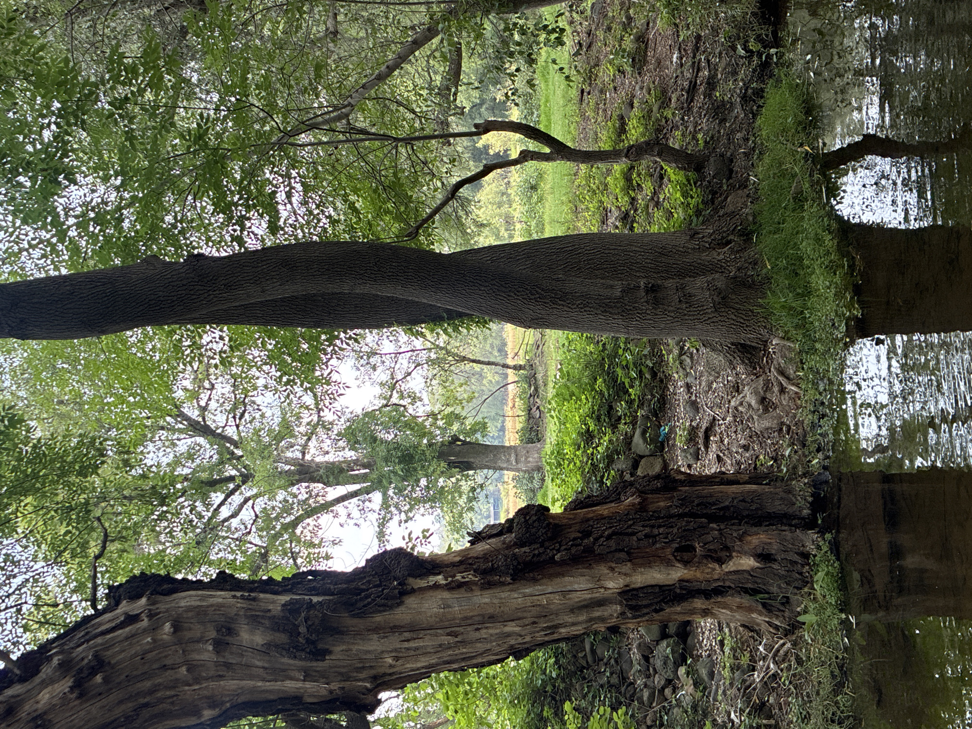 The image shows a riparian environment, likely a stream or riverbank, in Santiago Tlautla, Mexico. Two prominent trees dominate the foreground. The tree in the lower part of the image is older, with exposed, weathered wood and a rough texture. The upper tree is younger, with smoother bark and green foliage. The background contains lush green vegetation, with glimpses of an open field or meadow in the distance. Water is visible to the right of the frame, with reflections indicating its presence and providing visual continuity between the foreground and the backdrop.