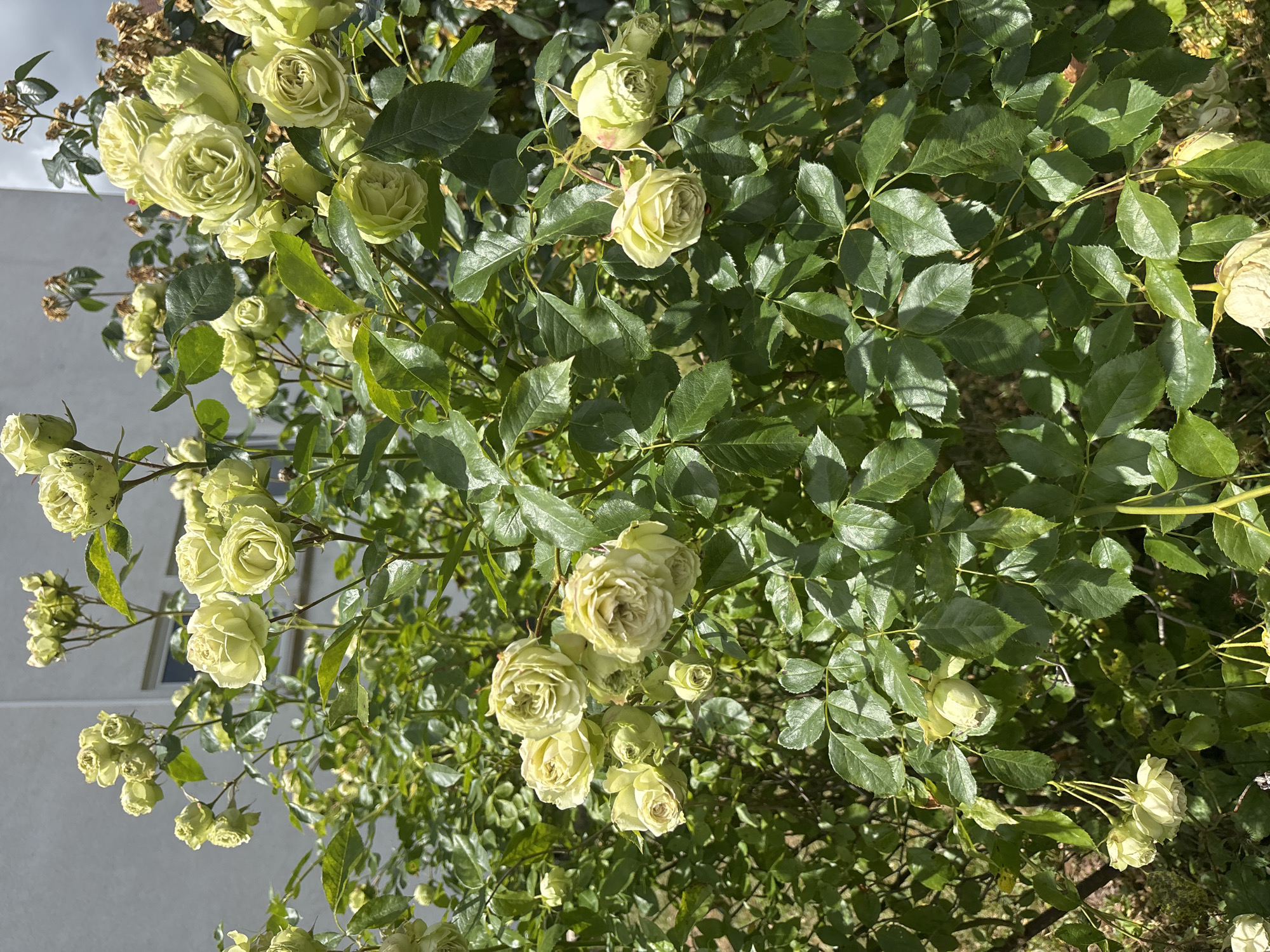 The image shows a close-up of a bush with pale green roses. The roses are in various stages of bloom, with some fully open and others still in bud. They are clustered together on long, thorny stems, surrounded by lush green leaves. The sunlight filters through the leaves, creating a dappled effect and highlighting the delicate petals of the roses. The background is a soft, blurry gray, suggesting an outdoor setting on a bright day. There are no people or text visible in the image. The overall mood is serene and natural, emphasizing the beauty of the blooming roses.