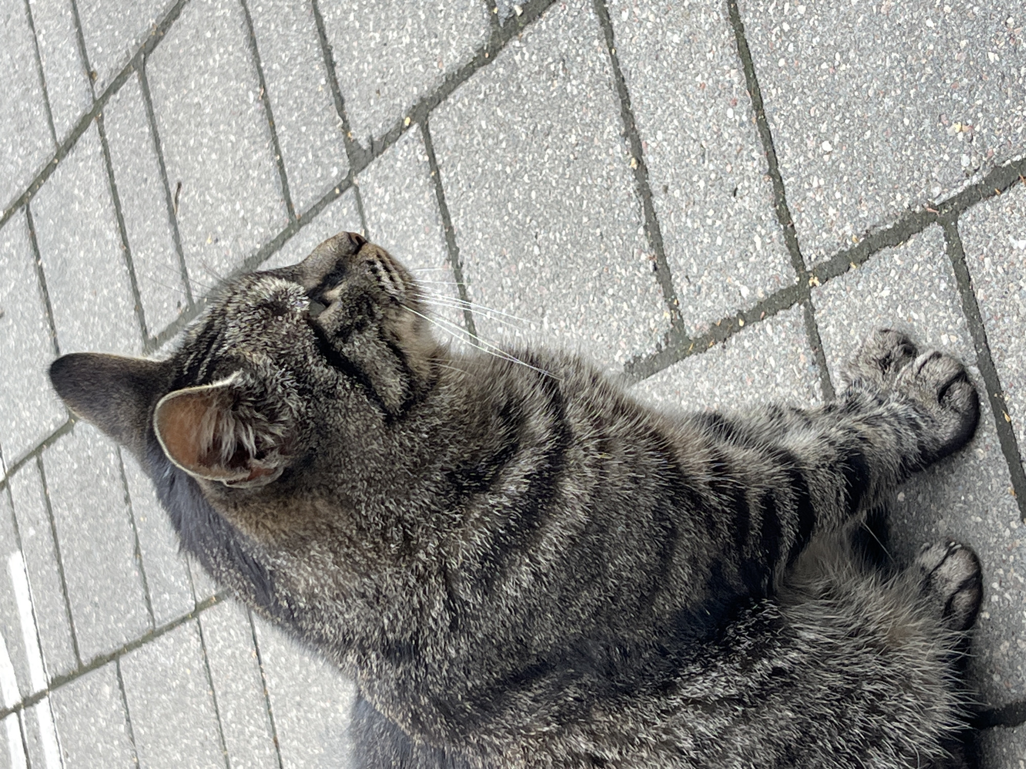 A tabby cat sits on a paved surface, likely a sidewalk in Svetlogorsk, Russia. The cat is facing to the right, with its head turned to profile. The cat's fur is a mix of gray, black, and brown stripes. Its eyes are partially visible, and its whiskers are long and white. The paved surface is made of rectangular grey stones with dark grout lines. The background is slightly blurred, but appears to be more of the same paving. There are no other subjects or objects clearly visible in the frame.
