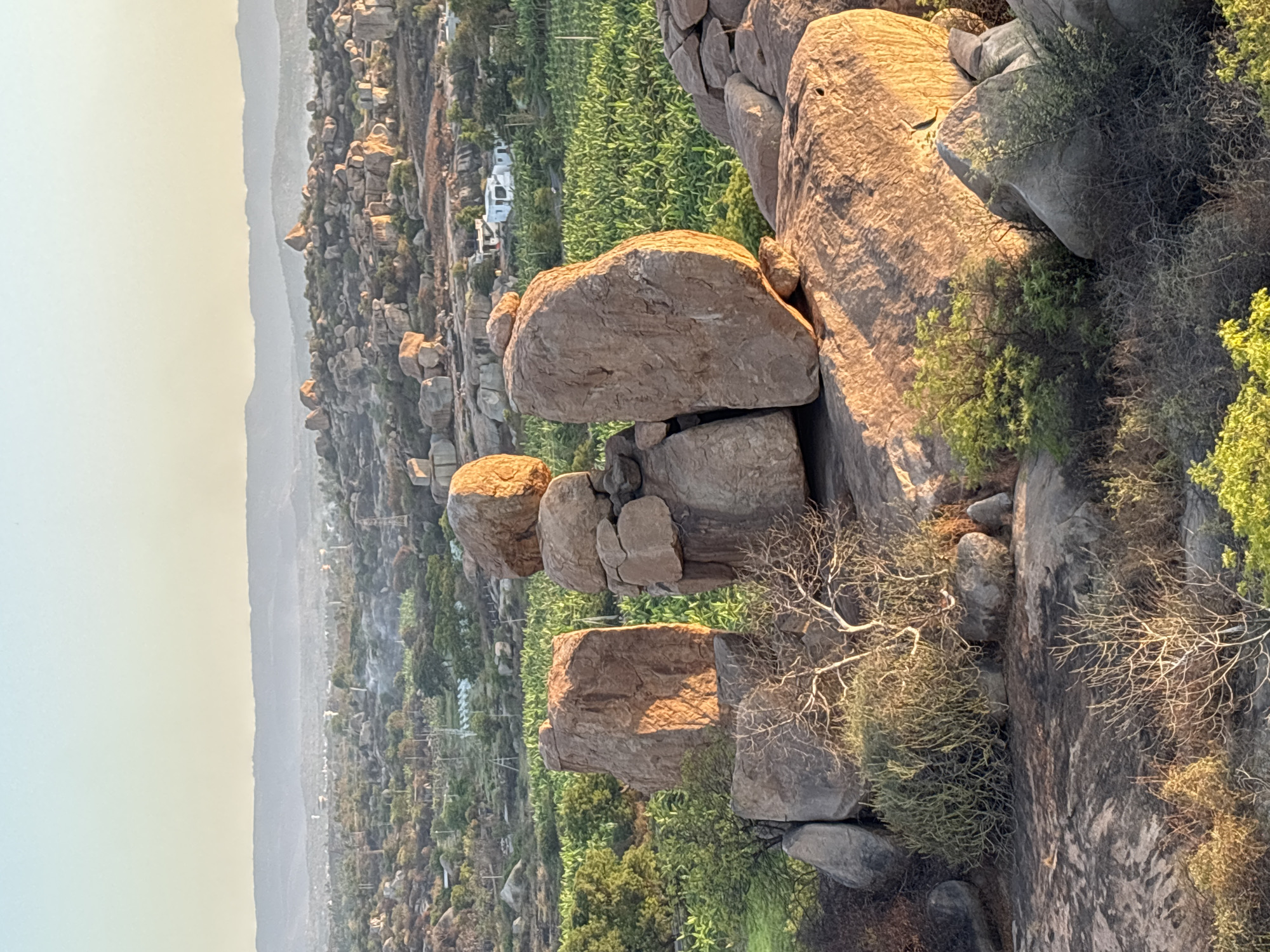 The image shows a landscape in Kamalapura, India, characterized by clusters of large, weathered boulders. The boulders vary in size and shape, and are piled atop one another, creating unusual formations. Vegetation, including green plants, shrubs, and a dry tree, grows around and between the rocks. In the distance, a view opens up to a wider landscape of trees and buildings. The lighting suggests either sunrise or sunset, with soft, diffused light washing over the scene.