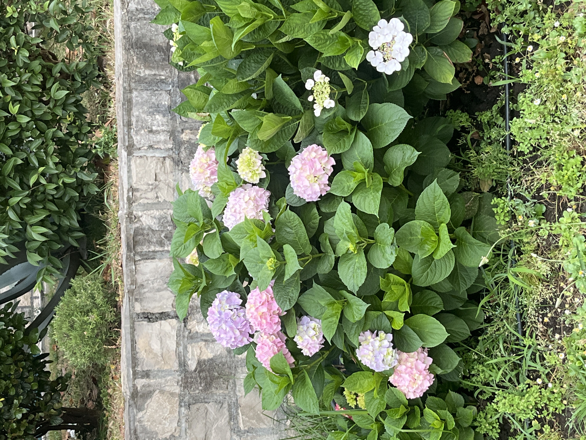 The image shows a garden bed in Budva, Montenegro. The bed is located next to a stone pathway. Hydrangeas of varying colors (white, pink, purple) are the dominant flora. Other plants and greenery are present in the garden bed and on either side of the pathway.