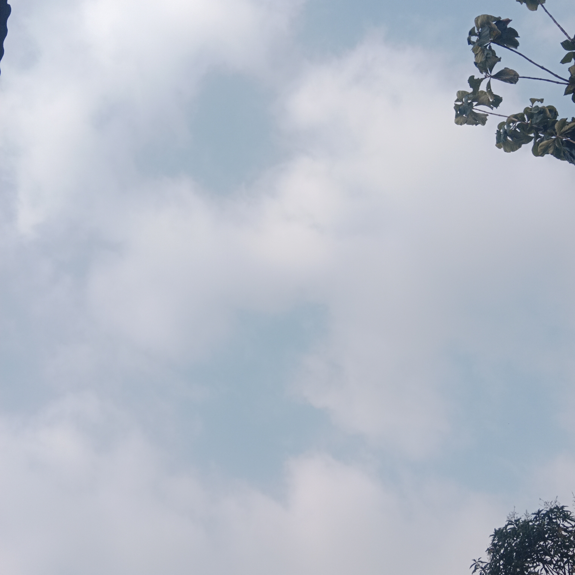 The image captures a bright, overcast sky with scattered clouds, presenting a pale blue and white palette. In the upper right quadrant of the frame, the dark green leaves and branches of a tree intrude into the scene, their detailed textures rendered against the soft backdrop of the sky. Similarly, in the lower right corner, another cluster of dark green foliage with some developing buds or small flowers is visible, also silhouetted against the sky. The rest of the image is dominated by the cloudy sky, with variations in the density and whiteness of the clouds suggesting a dynamic atmospheric condition. There are no people or man-made structures visible, and the scene appears to be an outdoor environment, possibly a park or a residential area in Tegowanu Kulon, Indonesia, given the presence of lush foliage.