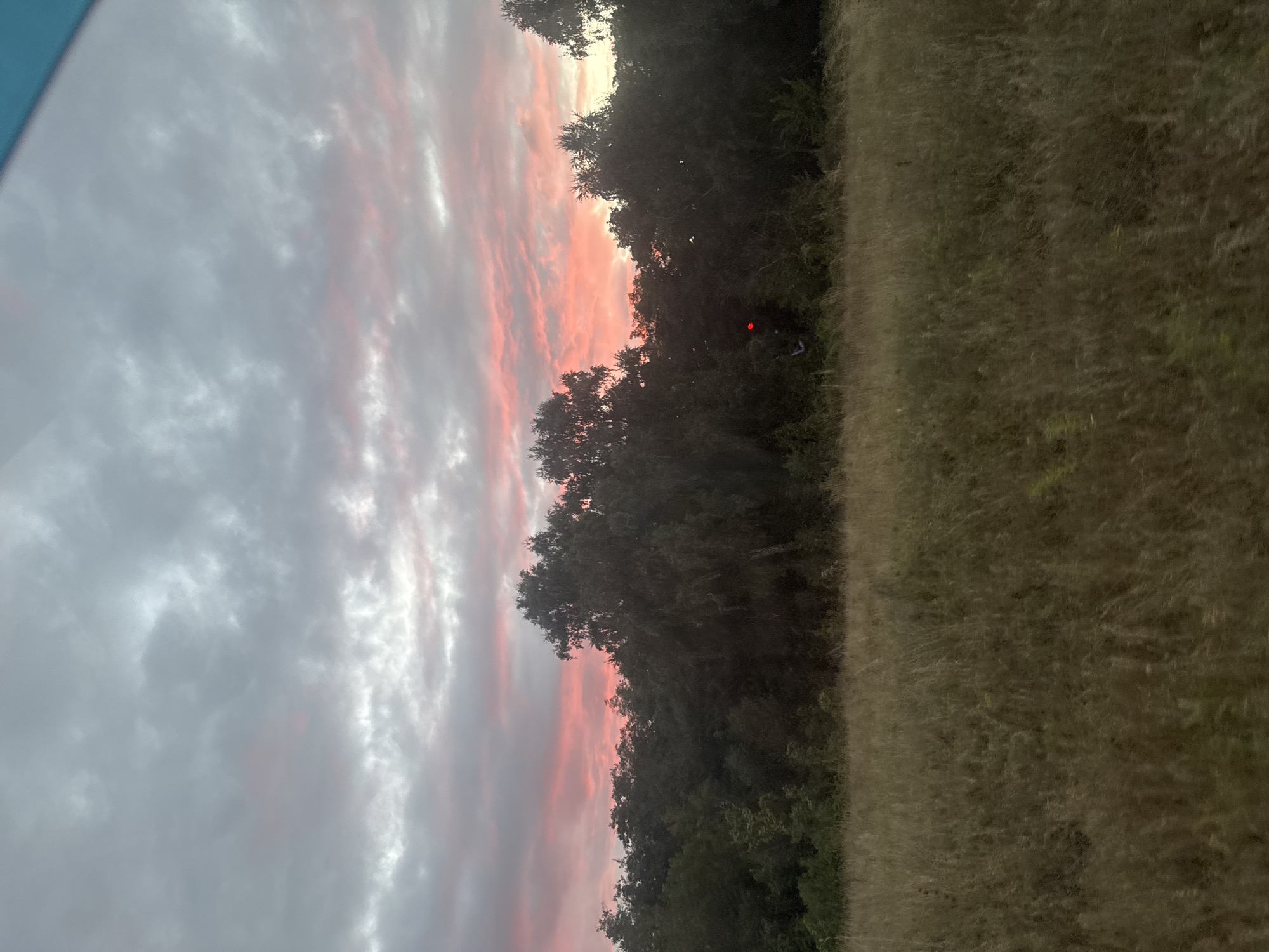 A wide-angle, eye-level outdoor shot captures a sunset over a field of dry, tall grass. The sky is filled with a dramatic display of clouds in shades of grey, white, and pink, with the most vibrant pink hues concentrated towards the horizon. A dense line of dark green trees forms a silhouette against the colorful sky, with the tops of the trees reaching towards the lower third of the frame. Among the trees, a red light, possibly from a traffic signal or marker, is visible. The foreground is dominated by the field of dry grass, which appears golden-brown and textured, suggesting a dry season. The image is devoid of any human subjects or clear actions, presenting a natural landscape scene. The overall atmosphere is serene and somewhat melancholic due to the muted colors of the field contrasting with the dramatic sunset.
