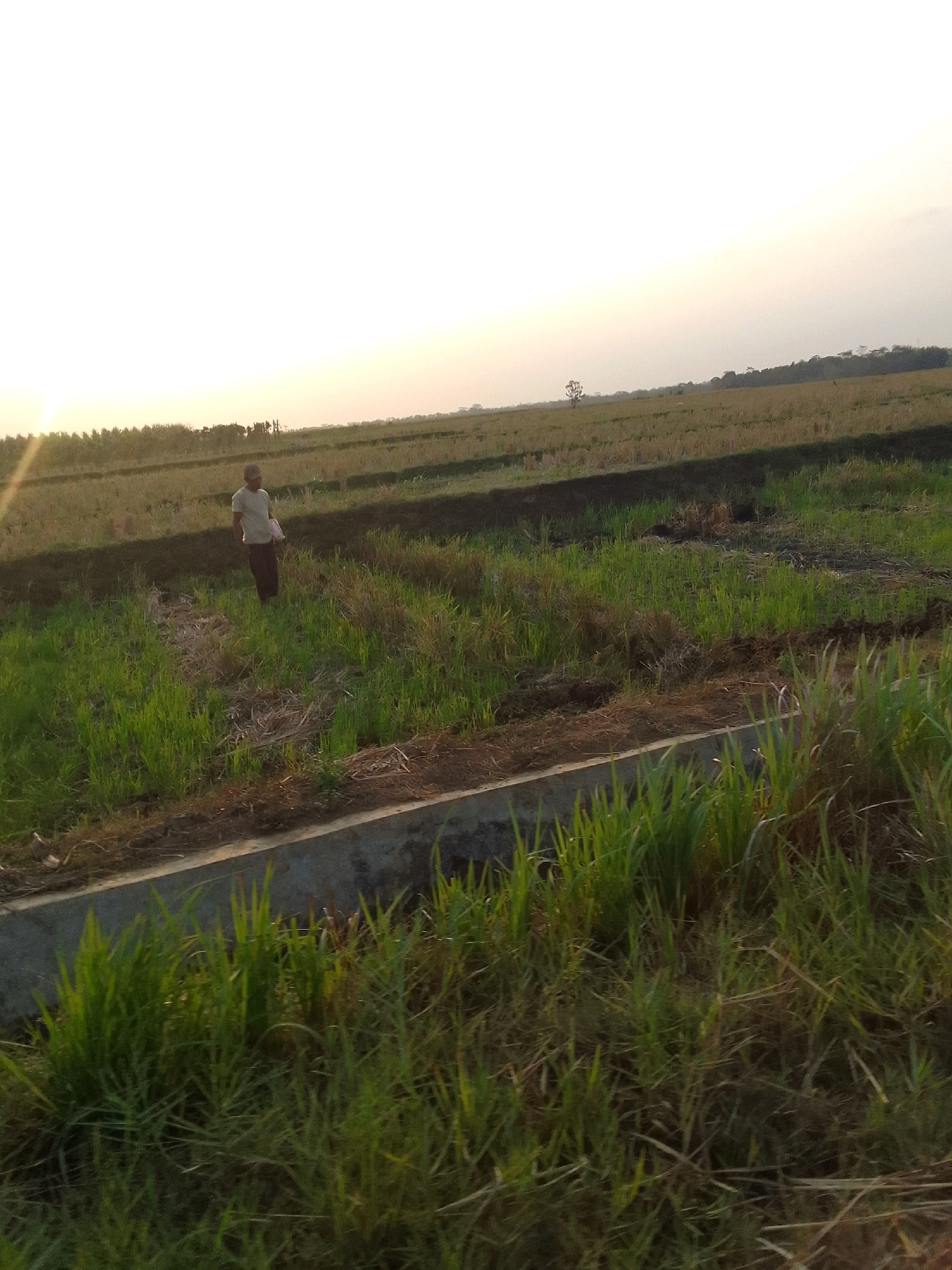A medium shot captures a lone individual walking across a green field, likely rice paddies, during what appears to be late afternoon or early evening in Dermasari, Indonesia. The sky is bright and hazy, suggesting a setting sun on the horizon. The person, dressed in a light-colored t-shirt and dark pants, carries a white object in their right hand and is walking away from the camera, toward the left of the frame. The field is characterized by patches of lush green grass and darker, tilled soil, with some dry stalks of previous crops scattered about. A concrete structure, possibly a small irrigation channel or border, runs along the bottom of the frame. In the background, rows of trees and a distant lone tree are visible, with the horizon line marked by a gentle slope of land. The overall impression is one of rural tranquility and agricultural activity.