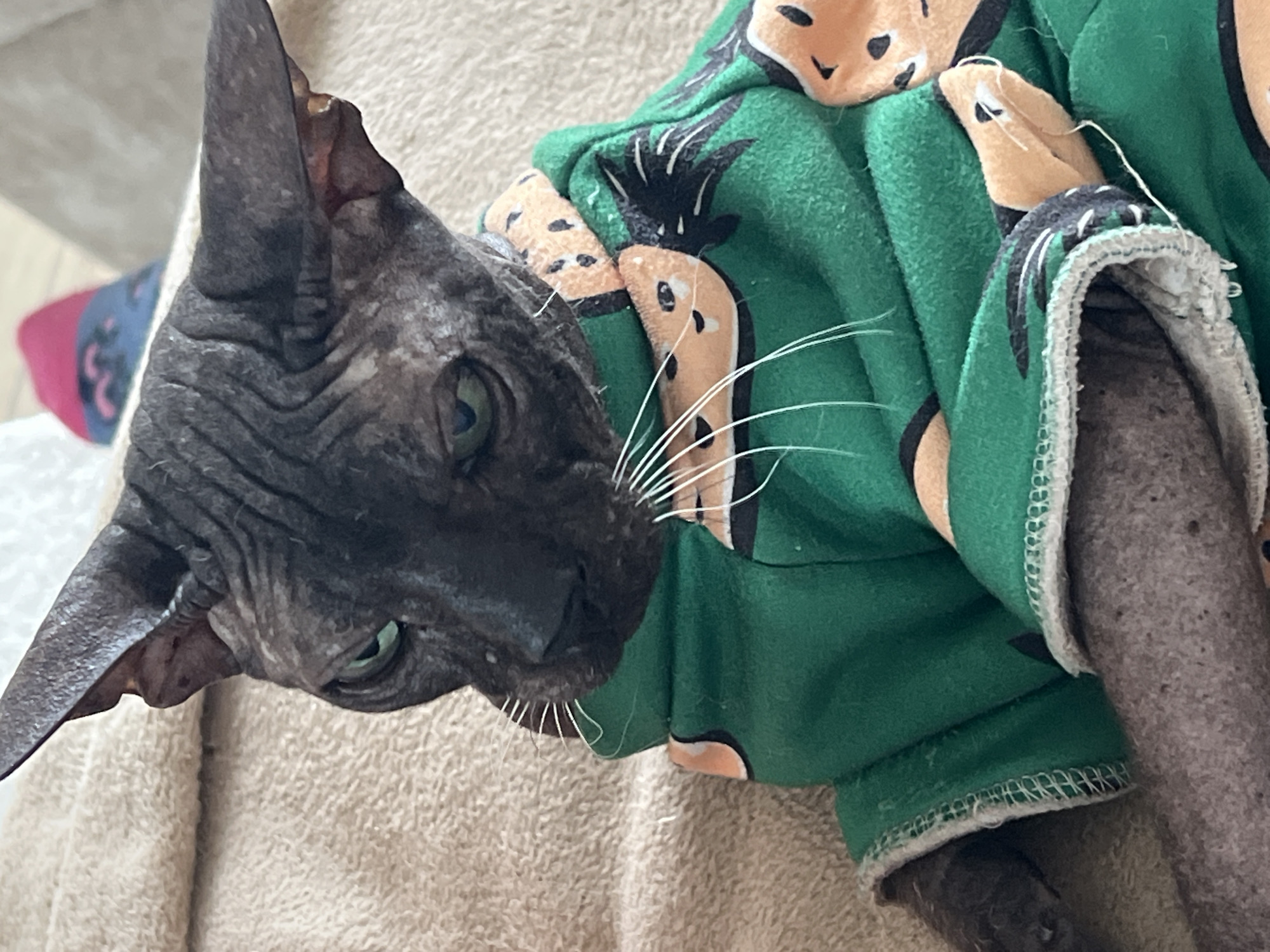 A close-up shot captures a hairless Sphynx cat with dark gray, wrinkled skin and bright green eyes. The cat is wearing a green fleece sweater adorned with a pattern of orange slices and black seeds. The sweater has white trim along the edges. The cat is positioned on a textured, beige surface that appears to be a blanket or sofa. The background is blurred, with a hint of pink and blue fabric visible in the upper right corner. The image is an indoor photograph. The scene does not provide any specific geographic indicators related to Votkinsk, Russia.
