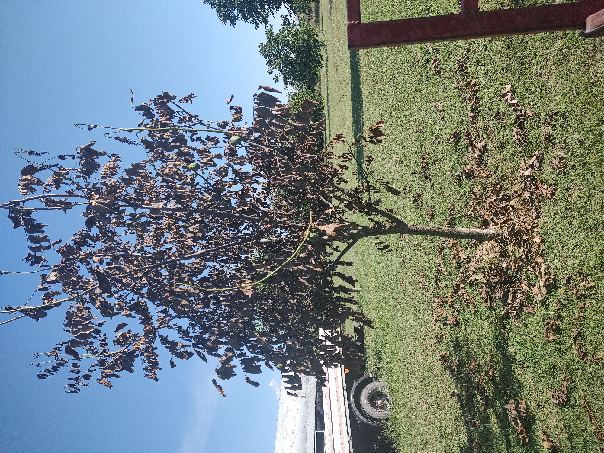 A solitary, young tree with dry, brown leaves stands in a grassy field under a clear blue sky. The tree appears unhealthy, with many of its leaves shriveled and fallen around its base. In the background, a white trailer is parked on the left, and other trees are visible further in the distance. A red metal structure is partially visible in the foreground on the right. The image depicts a scene in Kochmar, Bulgaria.
