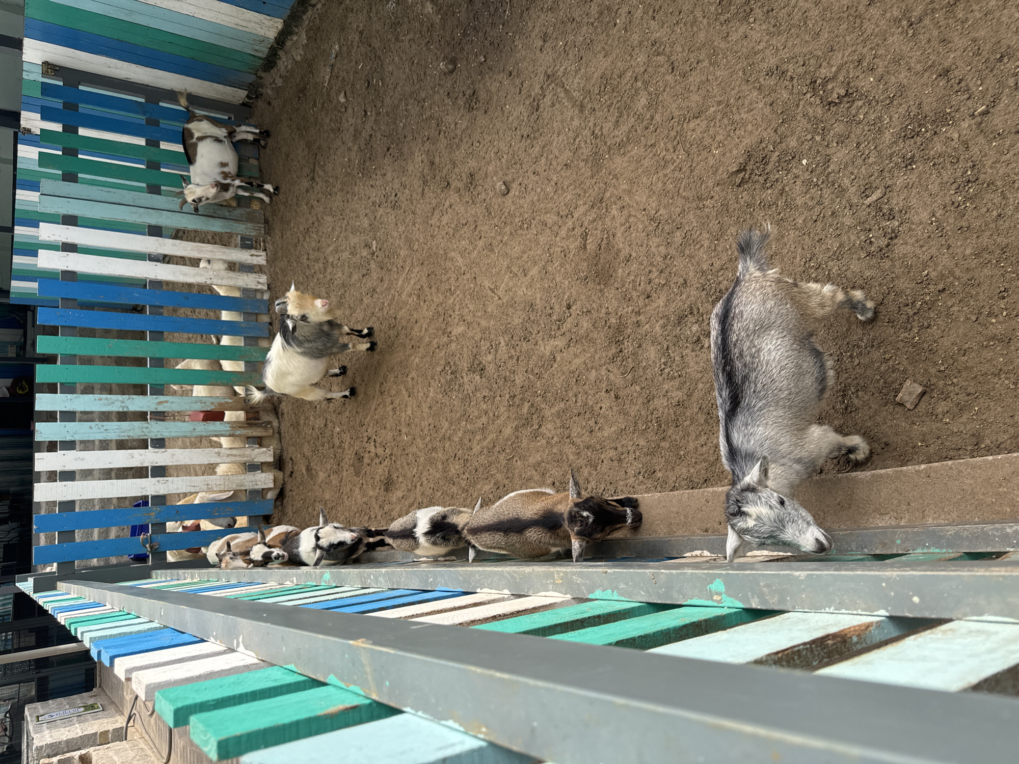 In Mũi Né, Vietnam, within an outdoor enclosure, a group of goats are visible. The enclosure is defined by a colorful fence made of vertical wooden planks painted in shades of green, blue, and white. Several goats are standing and walking on the dirt ground. In the foreground, a small, light gray and white goat faces left, its body mostly visible. Behind it, a line of goats is partially visible, suggesting they are positioned along the fence. Further into the enclosure, two larger goats are present: one is white with brown markings and stands facing left, and another is mostly white and brown, also facing left. The ground is covered in dirt and has some scattered debris. The overall scene depicts a farm or petting zoo environment.