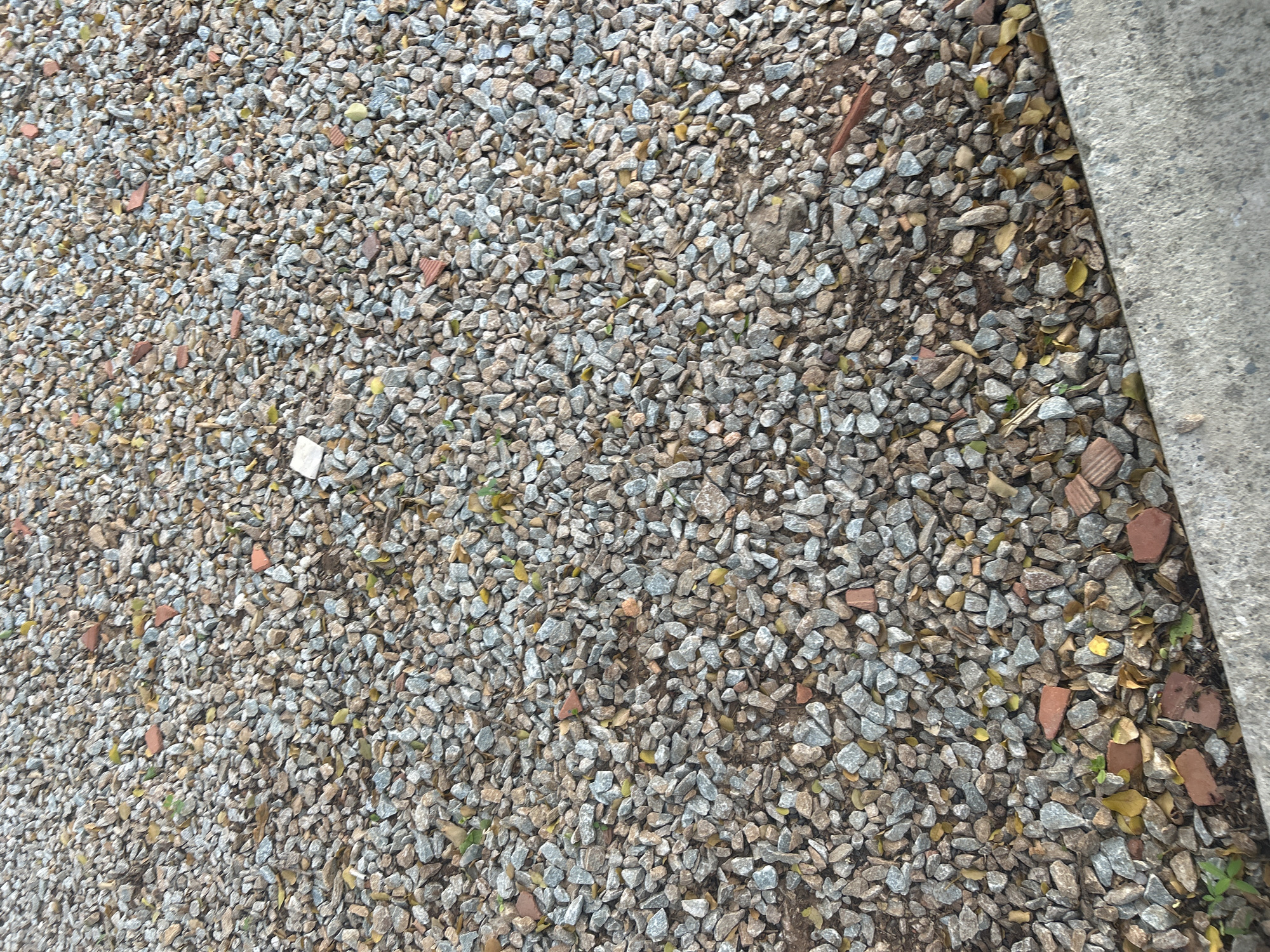 The image shows a close-up, overhead view of a gravel pathway in Santa Ana, Venezuela. The pathway is composed of small, angular grey, brown, and tan stones, with some broken pieces of red brick scattered throughout. A few dry, yellow leaves and green sprigs of grass are also visible amongst the gravel. The bottom right corner of the image shows a portion of a concrete curb, indicating this pathway is likely adjacent to a sidewalk or road. The lighting suggests it is daytime, with no people or animals present in the scene.