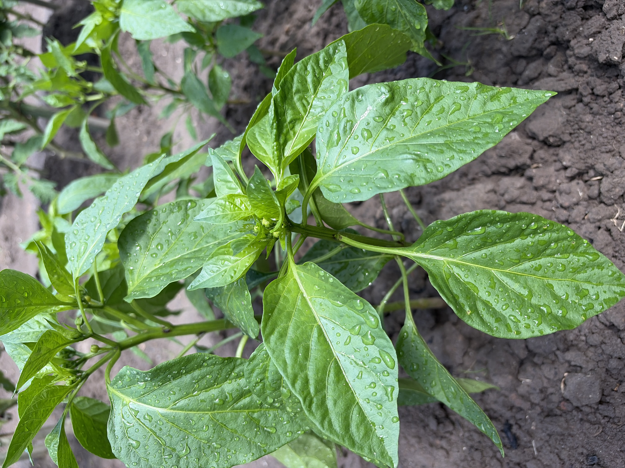 The image depicts a close-up view of a young bell pepper plant with several green leaves covered in water droplets, suggesting it has recently rained or been watered. The plant is rooted in dark soil. In the background, other similar plants and soil are visible, indicating an outdoor garden setting. The image's metadata does not specify a location within Chernihiv, Ukraine. There are no people or animals present in the scene. The focus is entirely on the flora.