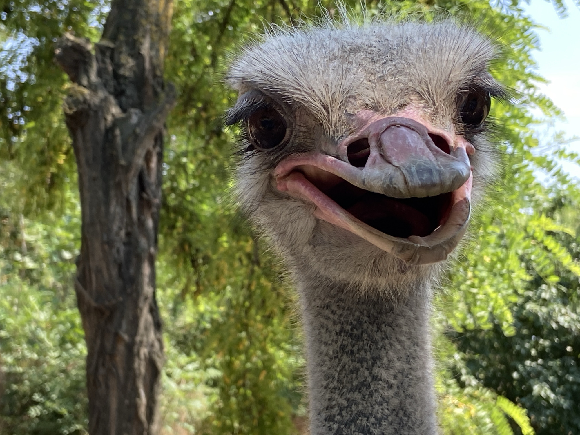 The image is a close-up, eye-level shot of an ostrich's head and neck, with its mouth open. The ostrich is facing the camera directly, with its large, dark eye visible on the left side of its face. Its beak is a dull pinkish-gray color, and its fuzzy, gray neck extends down and out of frame. The ostrich's head is framed by its white, feathery eyelashes and the soft, downy feathers on its head.
The background is blurred and consists of lush green foliage and a dappled sky, suggesting an outdoor, natural setting, possibly a zoo or a wildlife sanctuary. A dark, textured tree trunk is visible on the left side of the frame, providing a contrast to the softer textures of the ostrich and foliage. The lighting appears to be natural daylight, with bright highlights on the ostrich's feathers and beak, and the sunlight filtering through the leaves. The overall mood is candid and playful, due to the ostrich's open-mouthed expression and direct gaze. No text is visible in the image.