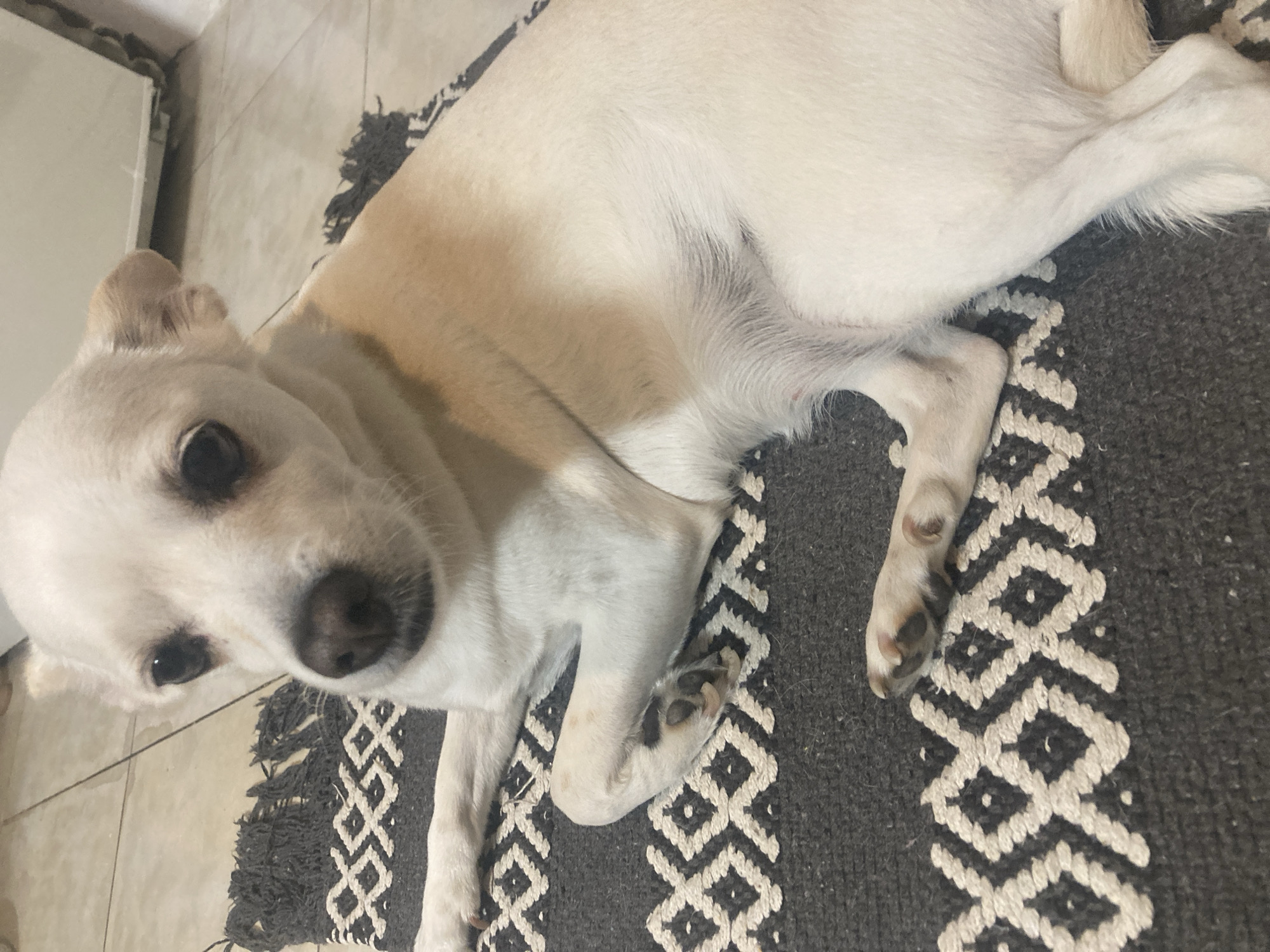 A medium shot photograph captures a small, white and tan dog lying on a patterned rug. The dog is positioned in the center of the frame, facing the camera with its head slightly tilted. Its ears are perked, and its dark eyes are looking directly at the viewer. The rug beneath the dog has a dark gray base with a repeating geometric pattern in a lighter color. The dog's white fur is dominant on its face and chest, with tan markings appearing on its back and ears. Its paws are visible, with one resting near the top of the rug and another folded underneath its body. The background is out of focus but appears to be a tiled floor, suggesting an indoor setting. There are no people or other animals present in the image. The overall impression is of a domestic scene, likely within a home.