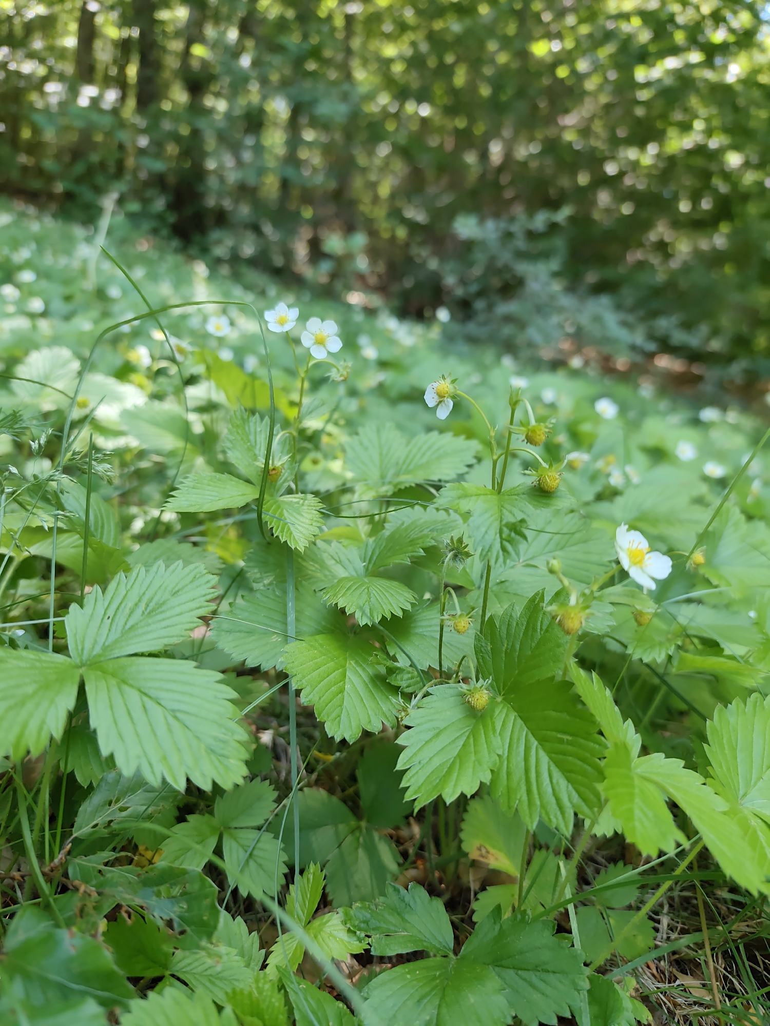 The image shows a close-up view of wild strawberry plants with small white flowers and developing green fruits. The plants are growing in a dense cluster on the forest floor, with lush green leaves and stems. In the background, out of focus, is a blurred forest scene with sunlight filtering through the trees. The location is specified as Dolovi, Montenegro. There are no people or animals visible in the image.