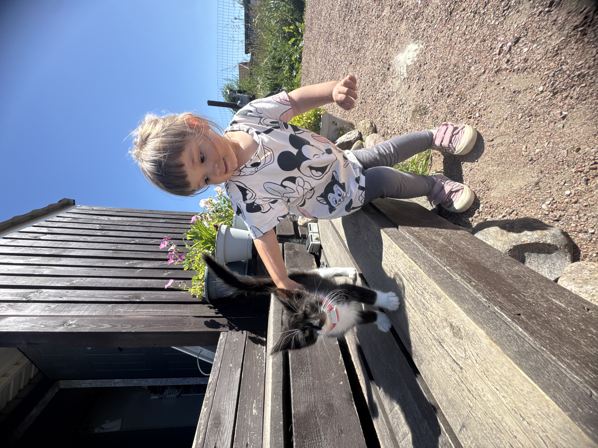 In a sunlit outdoor environment, a young girl with blonde hair tied up and bangs is reaching towards a black and white kitten with a pink collar. The girl is wearing a white t-shirt with a Mickey Mouse print and grey leggings. The kitten is standing on wooden steps, looking at the girl. The background shows a wooden building, potted plants, and a fence. The ground is covered in gravel and dirt. The overall scene appears to be a residential area in Kempele, Russia, during daytime.