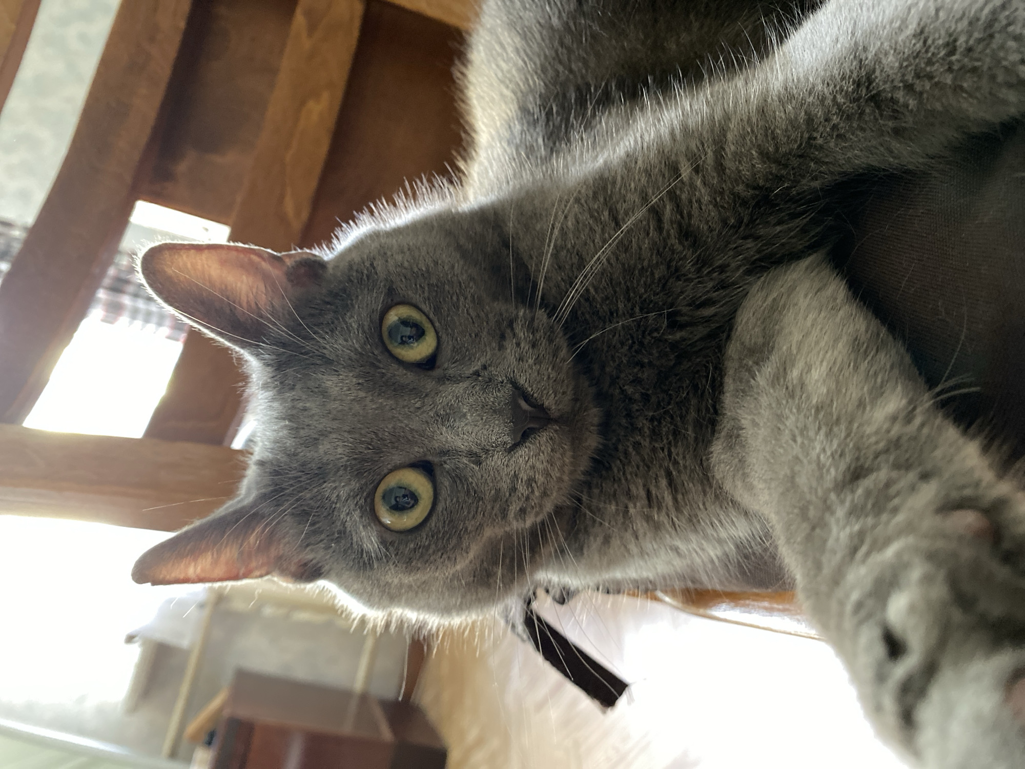 An up-close, eye-level, outdoor shot captures a fluffy, grey cat with wide, yellow eyes. The cat's head is tilted slightly, with its ears perked up and catching the sunlight, creating a halo effect around its head. Sunlight also casts a warm glow on the cat's face and front paws, highlighting the texture of its fur. The cat's left paw is extended towards the camera, with its pink paw pads visible. The background is blurred, but appears to be an indoor setting with wooden furniture and a window with blinds. The overall impression is of a curious and engaging feline.