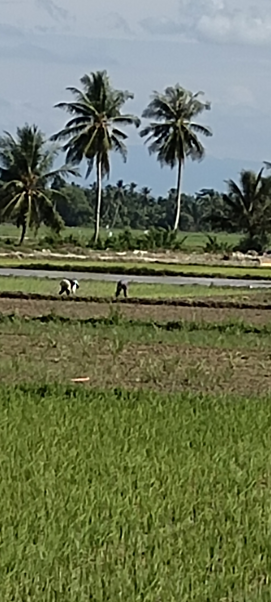 In Peurupok, Indonesia, two individuals are depicted working in a rice paddy. The foreground is dominated by lush green rice plants. In the mid-ground, the paddy is divided into sections with one section containing water, and another section of tilled soil where the two individuals are present. One person, wearing dark clothing, is bent over, appearing to be planting or tending to the crops. The other person, wearing lighter colored clothing, is walking away from the camera. Behind them, a line of palm trees stretches across the landscape, with a dense forest further in the background. The sky above is a pale blue with hints of clouds. The overall impression is a rural scene of agricultural activity.