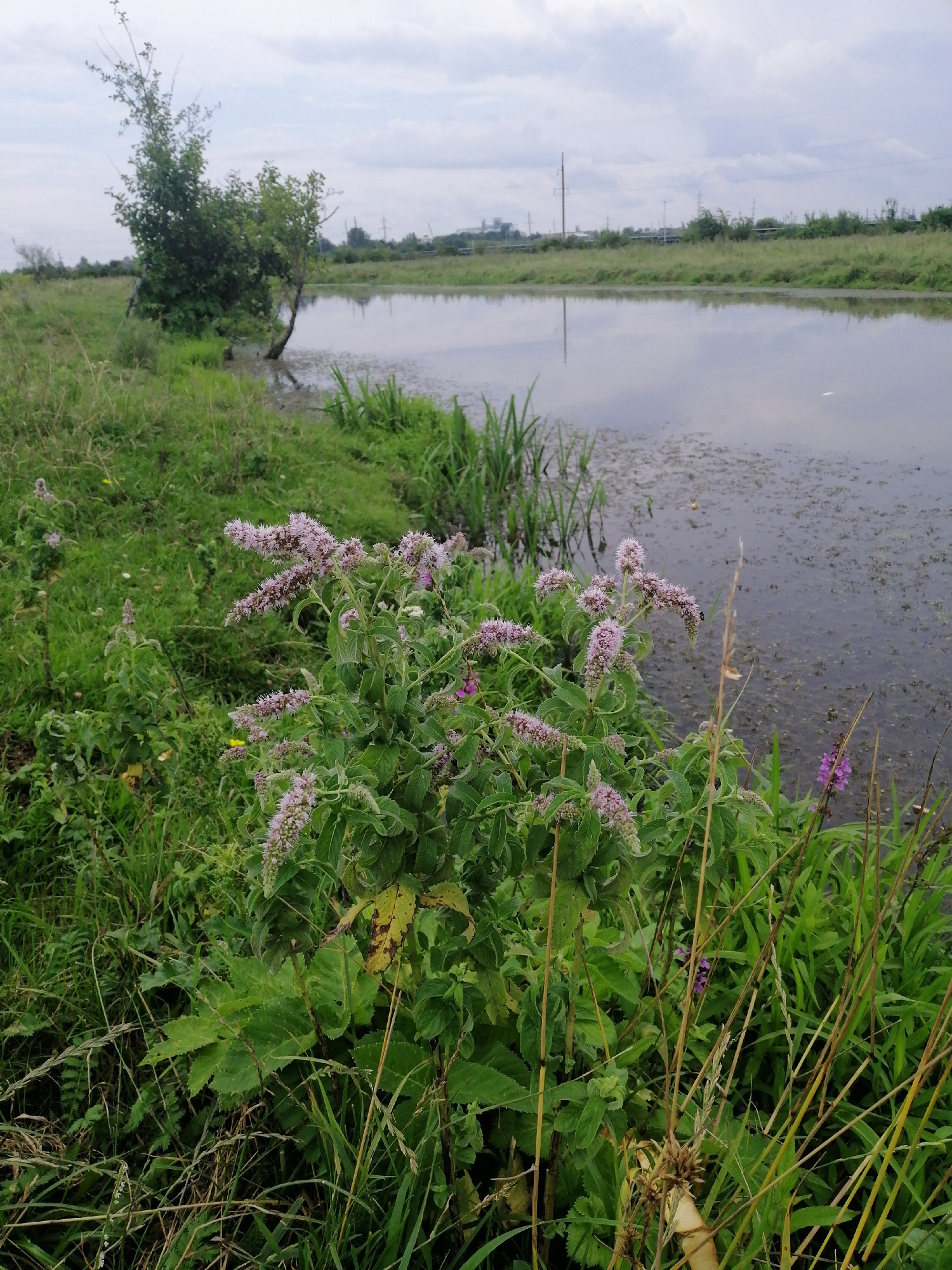 A natural landscape scene is captured in this medium shot, focusing on lush green vegetation bordering a calm body of water. The foreground is dominated by a flowering plant with clusters of small, pale purple blossoms atop dense, green foliage. To the left, a large tree with dark green leaves stands near the water's edge, its branches reaching towards the overcast sky. The water's surface is still, reflecting the sky and the surrounding greenery. The background shows a grassy bank with more trees and vegetation, leading to a distant line of industrial structures under a cloudy sky. The overall impression is one of a serene, untamed natural environment.