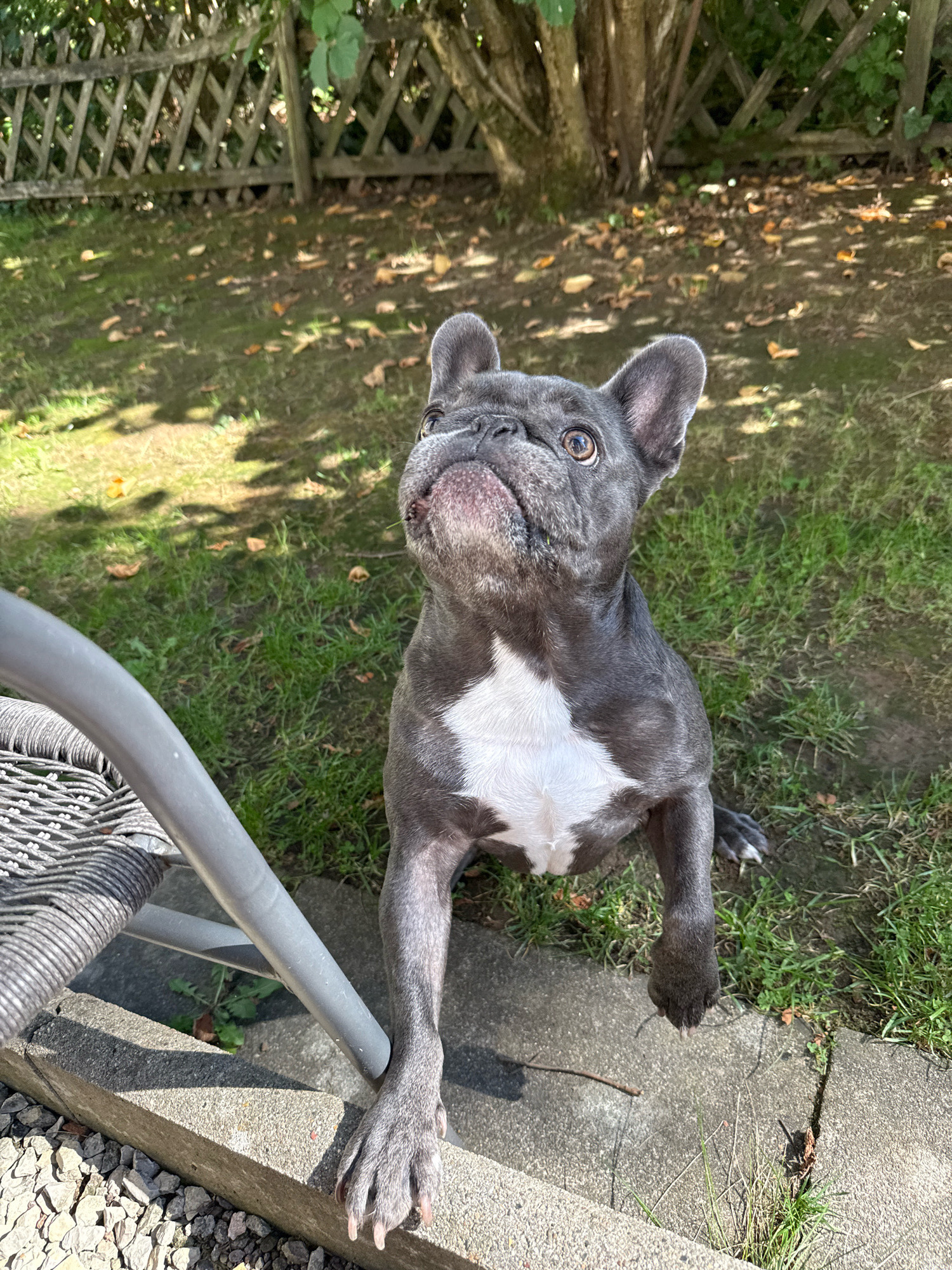 A blue and white French Bulldog is captured in a medium shot, standing on its hind legs in a grassy yard. The dog is looking upwards, with its mouth slightly open, suggesting it is anticipating something. Its front paws are resting on a grey metal chair leg, which is partially visible in the foreground. The dog has large ears and expressive brown eyes. The background features a wooden fence and a tree with dappled sunlight falling on the grass. The scene appears to be outdoors, likely a residential backyard. The location is identified as the city of Bad Sachsa, Germany.