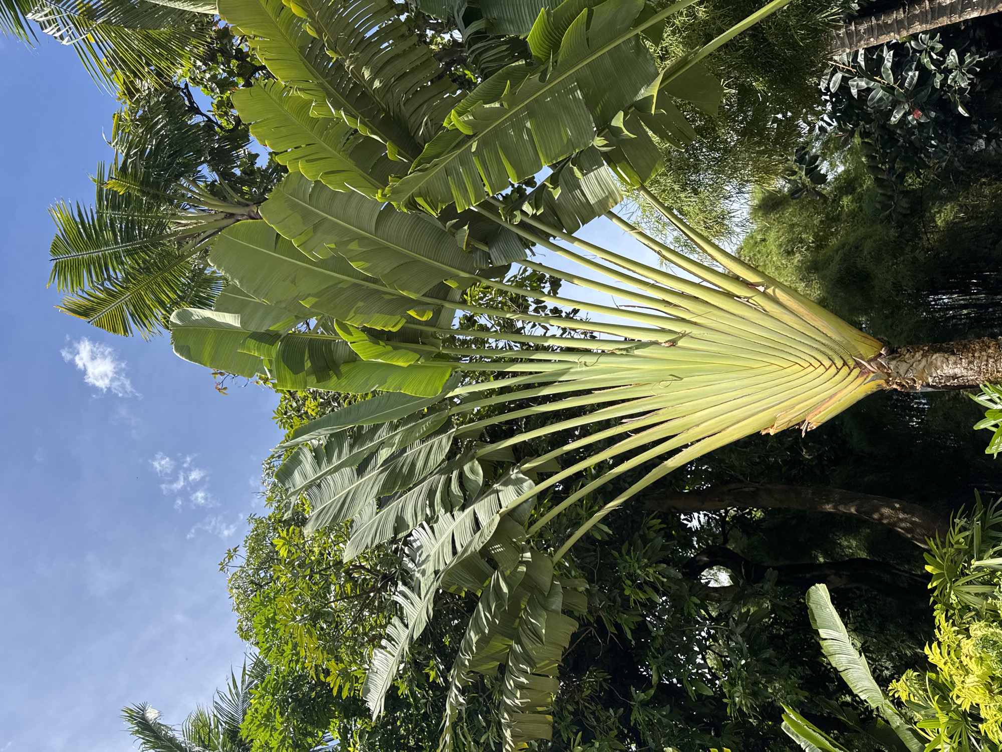 This image presents a vibrant, upward-looking view of lush tropical vegetation against a clear blue sky. The dominant subject is a striking Traveler's Palm (Ravenala madagascariensis), prominently featured on the right side of the frame. Its large, fan-shaped arrangement of broad, green, paddle-like leaves radiates upwards, with the undersides brightly lit by direct sunlight, revealing their intricate venation. Many of these leaves show natural wear or tearing, common for the species.
Surrounding the Traveler's Palm and filling the background are various other green trees and dense foliage, including the distinctive fronds of what appears to be another palm tree, likely a coconut palm, on the left side. The sky is a clear, brilliant blue with a few scattered white cumulus clouds, indicating sunny and pleasant weather conditions.
The scene is devoid of any human activity or man-made objects. The bright illumination suggests it is daytime, likely late morning or early afternoon. The abundance of tropical plant life, particularly the Traveler's Palm and other palms, strongly points to a warm, equatorial climate, consistent with the location context of Kuta Selatan, Indonesia. The overall impression is one of natural beauty and tranquility in a verdant, sun-drenched environment. No visible text is present in the media file.