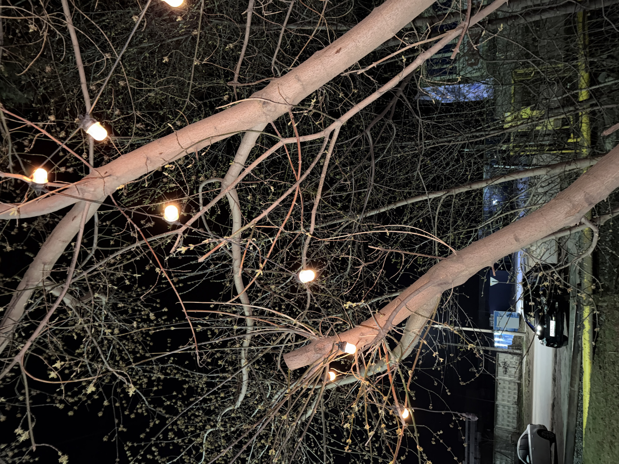 This media file captures a night scene, primarily featuring the bare branches of a large tree adorned with string lights, viewed from a low angle looking upwards. The main tree trunks extend diagonally across the frame from the upper left to the lower right, with numerous smaller branches fanning out. Many of these smaller branches show visible buds, suggesting the season is late winter or early spring. Warm-toned string lights with glowing, cylindrical bulbs are interwoven among the branches, casting a soft, ambient light on the tree.
Through the gaps in the tree canopy, elements of an urban environment are visible in the background. A dark asphalt road or street, along with a concrete sidewalk or curb, runs diagonally across the lower right portion of the image. Two cars are discernible: a dark-colored vehicle (likely black) with a visible rear license plate displaying "2289" and a Russian registration mark (e.g., "159RUS"), and the front portion of a white car.
Further in the background, obscured by the branches, are glimpses of buildings and street furniture. One building features illuminated sections of blue and yellow, possibly windows or signage, while another exhibits a textured facade. A blue road sign with white pictograms is faintly visible. The overall setting is an outdoor urban or semi-urban area at night in Chaikovsky, Russia. No people are visible.