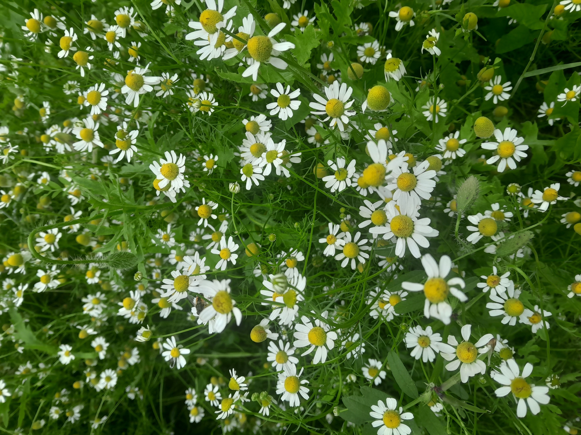 The image displays a dense patch of chamomile flowers in full bloom, interspersed with lush green foliage. The flowers are characterized by their white ray florets and yellow disc florets, many of which are fully open, while others are still in bud. The scene is natural and appears to be outdoors, possibly in a field or garden. The overall impression is one of a vibrant, natural setting abundant with wildflowers. There is no indication of any specific urban location such as Luka-Meleshkivska, Ukraine, or any people, actions, or interactions.
