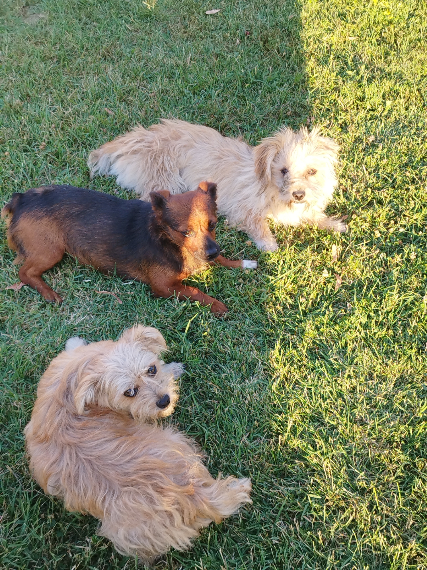 Three small dogs are lying on a grassy lawn in Bucharest, Romania. The dog in the foreground on the left is light brown and appears to be looking up and to the right. To its right and slightly behind, a dark brown and black dog is lying down with its head turned to the right, its eyes are visible. In the background, a third dog, a light tan color with shaggy fur, is lying down and looking towards the camera. The grass is green with patches of sunlight.