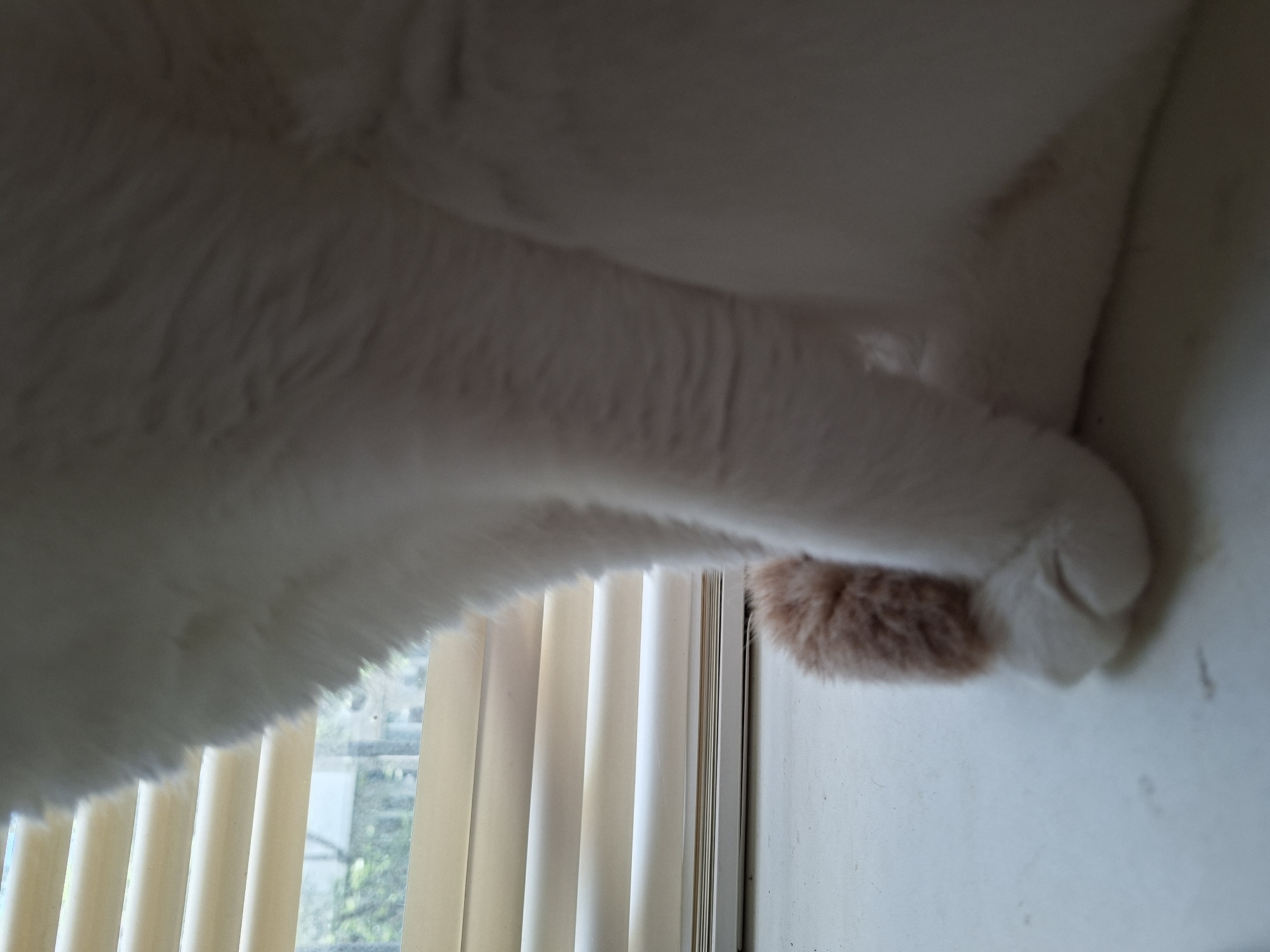 A close-up, low-angle, side-view shot of a fluffy, white cat's hindquarters, with a hint of its tan-colored tail visible. The cat is sitting on a white surface, possibly a windowsill. Behind the cat, a window with beige horizontal blinds is visible, with green foliage and trees in the background. The lighting suggests it is daytime. The location is not specified in the image.