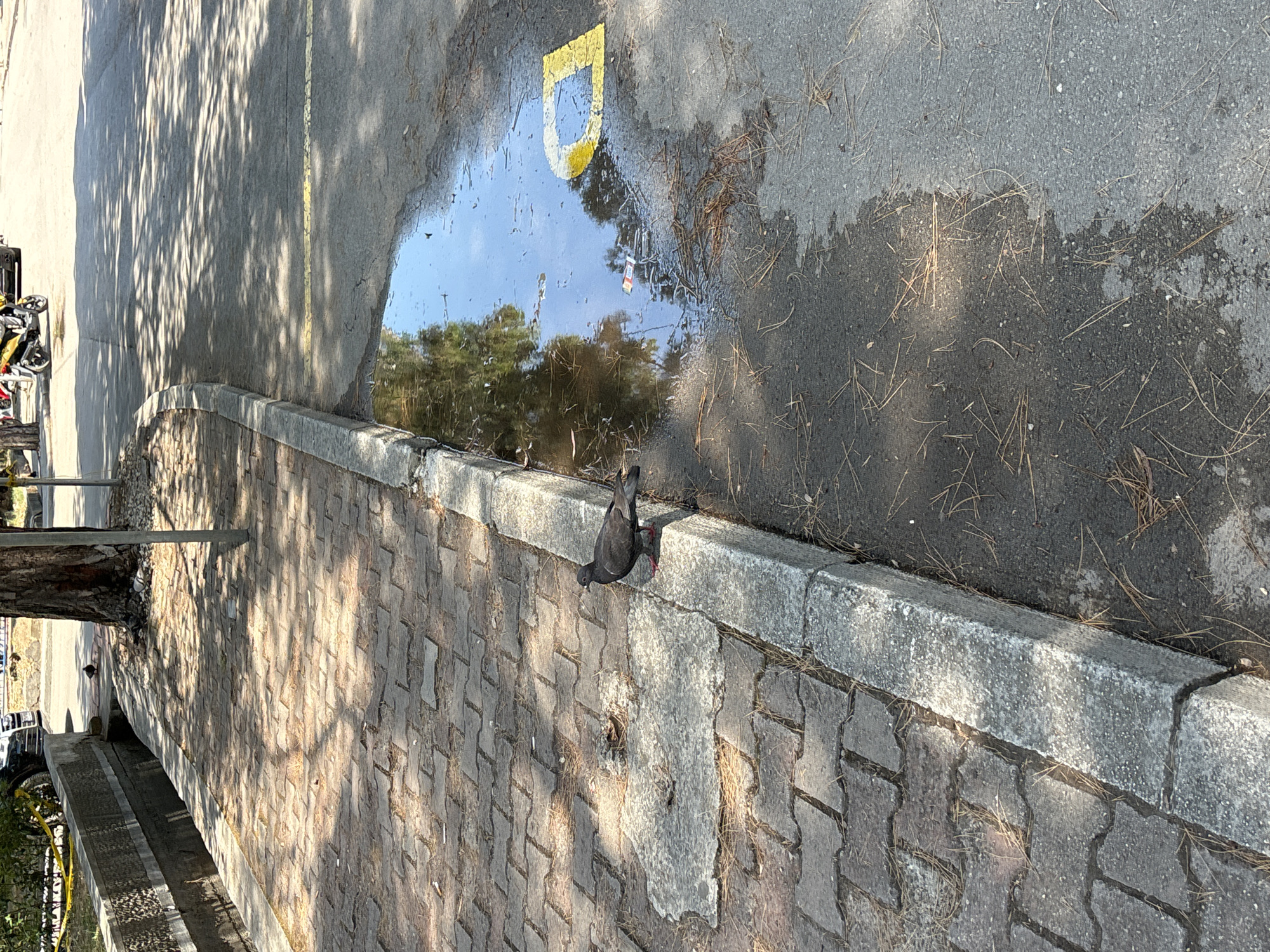 The image depicts a pigeon standing on a concrete curb next to a paved walkway and a puddle of water on a paved surface. The walkway is made of interlocking bricks and is partially shaded by trees. The puddle reflects the surrounding environment, including trees and a yellow painted marking on the pavement, possibly indicating a parking space. In the background, there are vehicles, including a motorcycle, and a section of a building. The scene appears to be an outdoor area in a city.