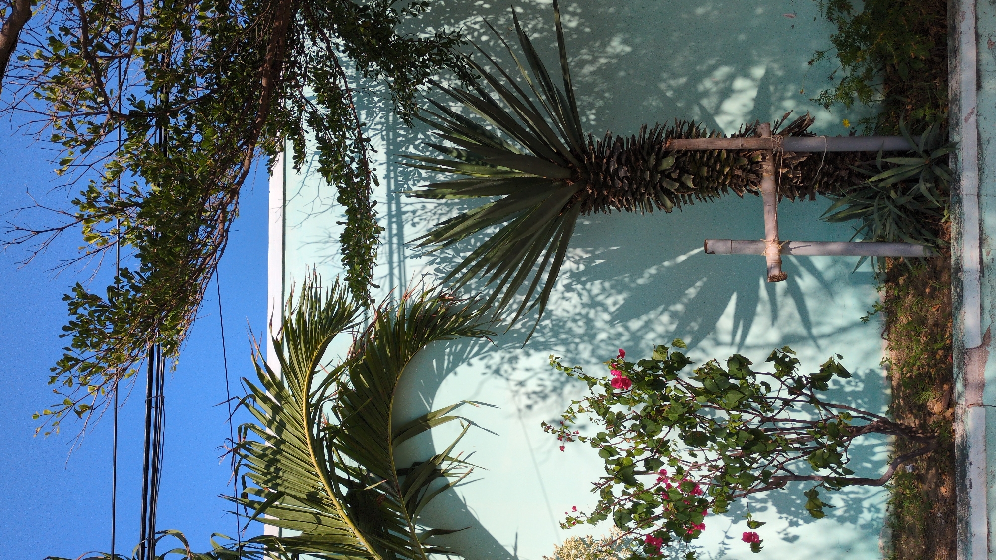 The image, shot in Phan Rang–Tháp Chàm, Vietnam, presents a low-angle view of the exterior of a light blue building with a white trim. A combination of tropical flora including palm trees, a yucca-like tree supported by a makeshift cross, and a bougainvillea bush are positioned in front of the building. The shadows cast by the sun create abstract patterns on the wall. A clear blue sky is visible in the upper-left corner, framed by branches of a leafy tree, and power lines.