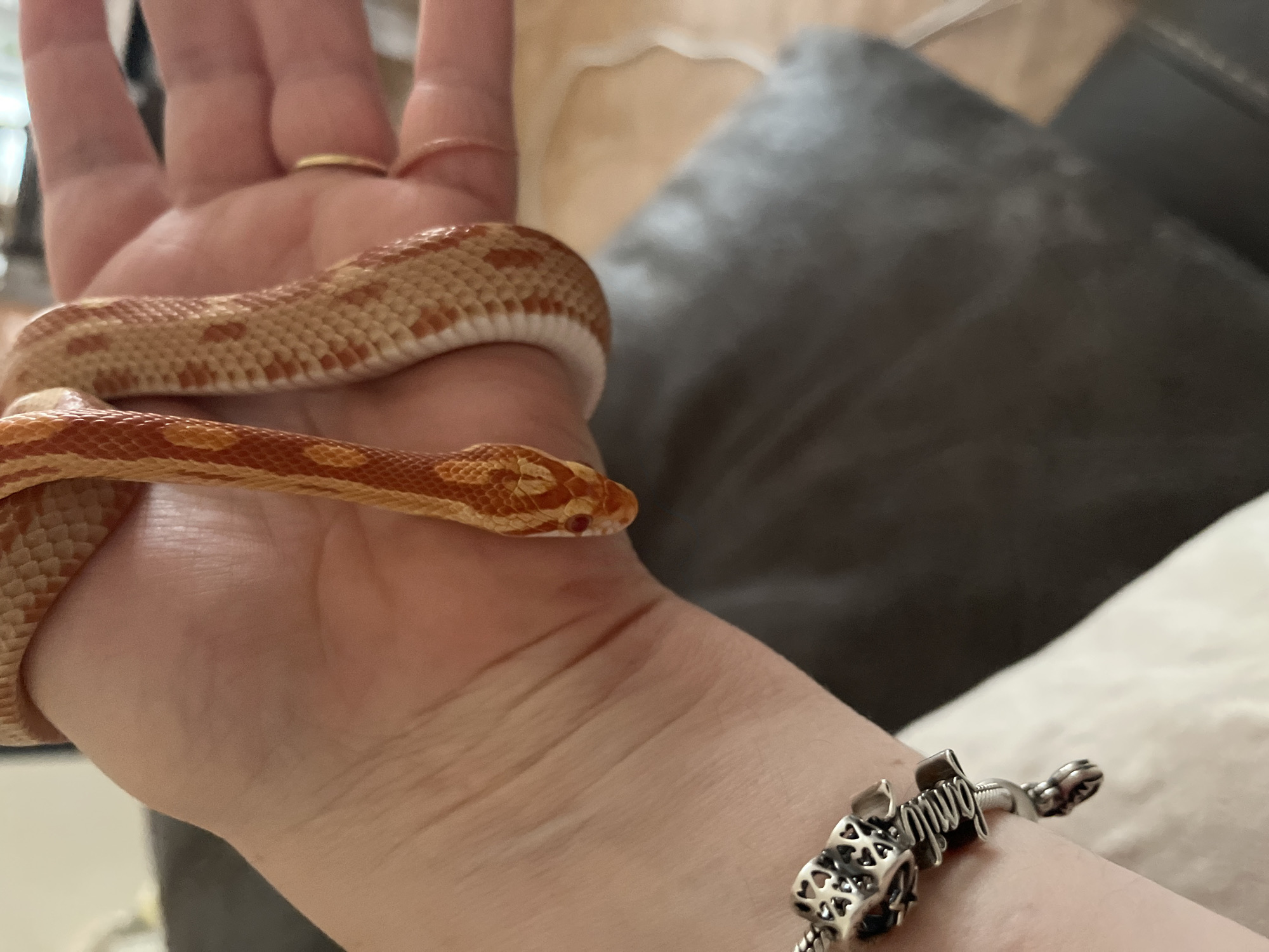 An indoor scene depicts an amelanistic corn snake (*Pantherophis guttatus*) resting across the hands of an unidentified individual. The snake exhibits a distinct pattern of red-orange to orange-yellow saddle markings bordered by a thin black outline, set against a cream-colored base. Its head is positioned centrally, facing the viewer, displaying prominent red irises. The snake's body appears relaxed, draped over the palms and fingers. The individual's left wrist, in the lower left quadrant, bears a silver-toned bracelet featuring multiple charms, including one with a heart motif and another with a coiled, organic design. A portion of the individual's right hand is visible in the upper right quadrant, adorned with a plain, thin, gold-toned ring on an unidentifiable finger. The background is significantly blurred, indicating an indoor setting, with dark fabric or upholstery visible behind the hands and a lighter, indistinct surface further in the distance. The exact location in the city of Unknown, Unknown, is not discernible.