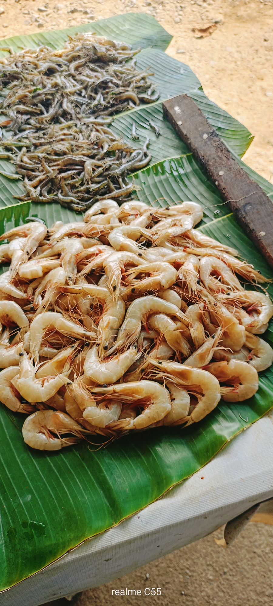 The image displays a vibrant collection of fresh seafood, likely laid out for sale in a market setting in Lhokseumawe, Indonesia. The primary subjects are two distinct piles of crustaceans, presented on large, green banana leaves.
In the foreground and center, a substantial mound of large, raw shrimp dominates the frame. These shrimp are a pale, translucent off-white color with hints of orange, and many have their long antennae and delicate legs still intact, indicating their freshness. They are arranged in a dense pile, filling a significant portion of the banana leaf.
Behind this pile, towards the upper left, is another, larger heap of smaller, darker crustaceans or very small fish, possibly tiny shrimp or anchovies. These are greyish-brown and appear to be spread more loosely across another section of banana leaf.
A dark, rustic piece of wood, possibly a cutting board or part of a tool handle, is visible on the right side, resting on a banana leaf section, with some water droplets on its surface. The banana leaves themselves are a rich, deep green, providing a natural and contrasting backdrop for the seafood.
The setting appears to be outdoors, with an uneven, light-colored ground (possibly dirt or sand) visible in the background and extending to the sides. The lighting suggests it is daytime. No people are visible in the frame.
In the bottom left corner of the original image, the text "realme C55" is visible, indicating the camera used to capture the photograph.