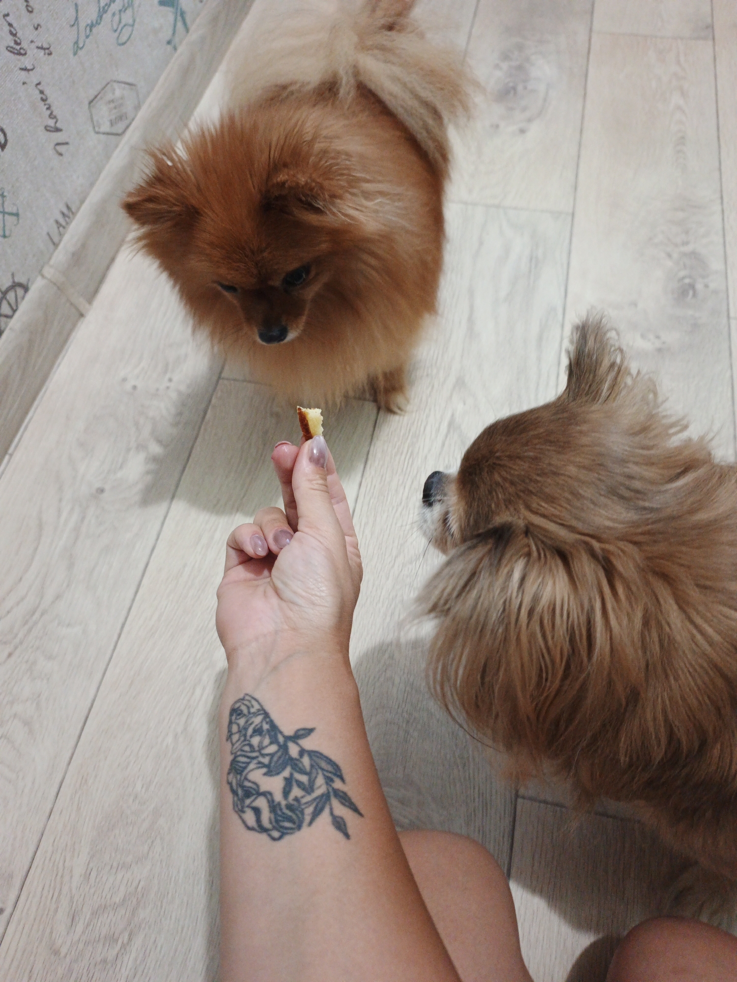 In a domestic indoor setting, a person's hand is holding a small piece of food for two small, fluffy dogs. The dogs, likely Pomeranians due to their breed characteristics, are golden brown in color. One dog is positioned in the foreground, facing away from the camera with its head turned towards the food. The other dog is in the background, looking down intently at the food being offered. The floor appears to be light-colored wood laminate. The person's arm, visible in the foreground, has a dark tattoo of a floral design. The overall mood is intimate and caring, suggesting a moment of training or treat-giving. The lighting suggests it is daytime.