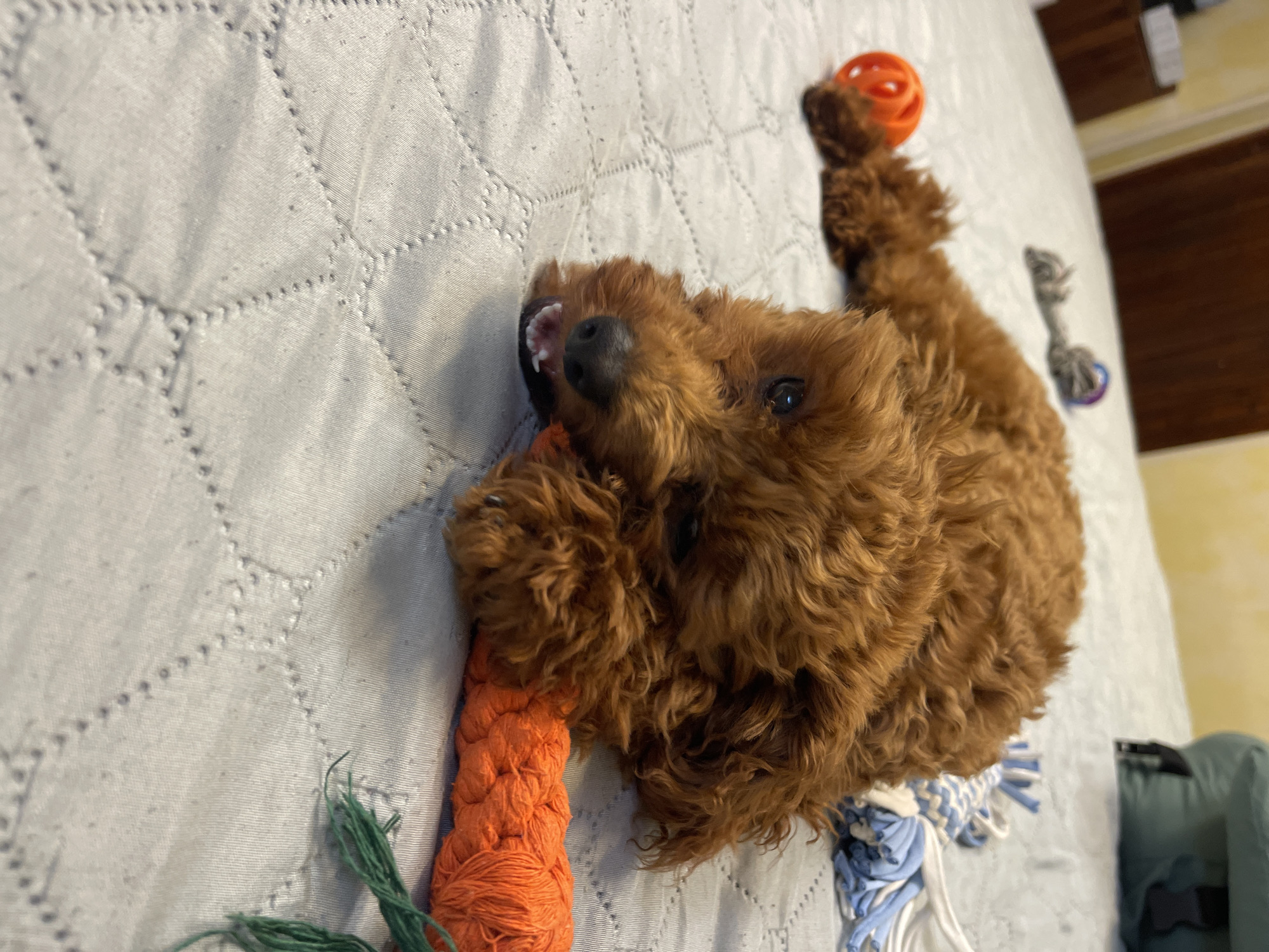 A red poodle puppy is lying on a light gray quilted bedspread, chewing on an orange rope toy. The puppy's head is resting on its paws, and its eyes are open. The toy is braided and has green frayed ends. In the background, there are other dog toys scattered on the bed, including a blue and white rope toy and a small orange ball. A green duffel bag is visible in the upper right corner of the image. The lighting suggests an indoor setting, possibly a bedroom. There is no information in the image to determine the location in the city of Sofia, Bulgaria.